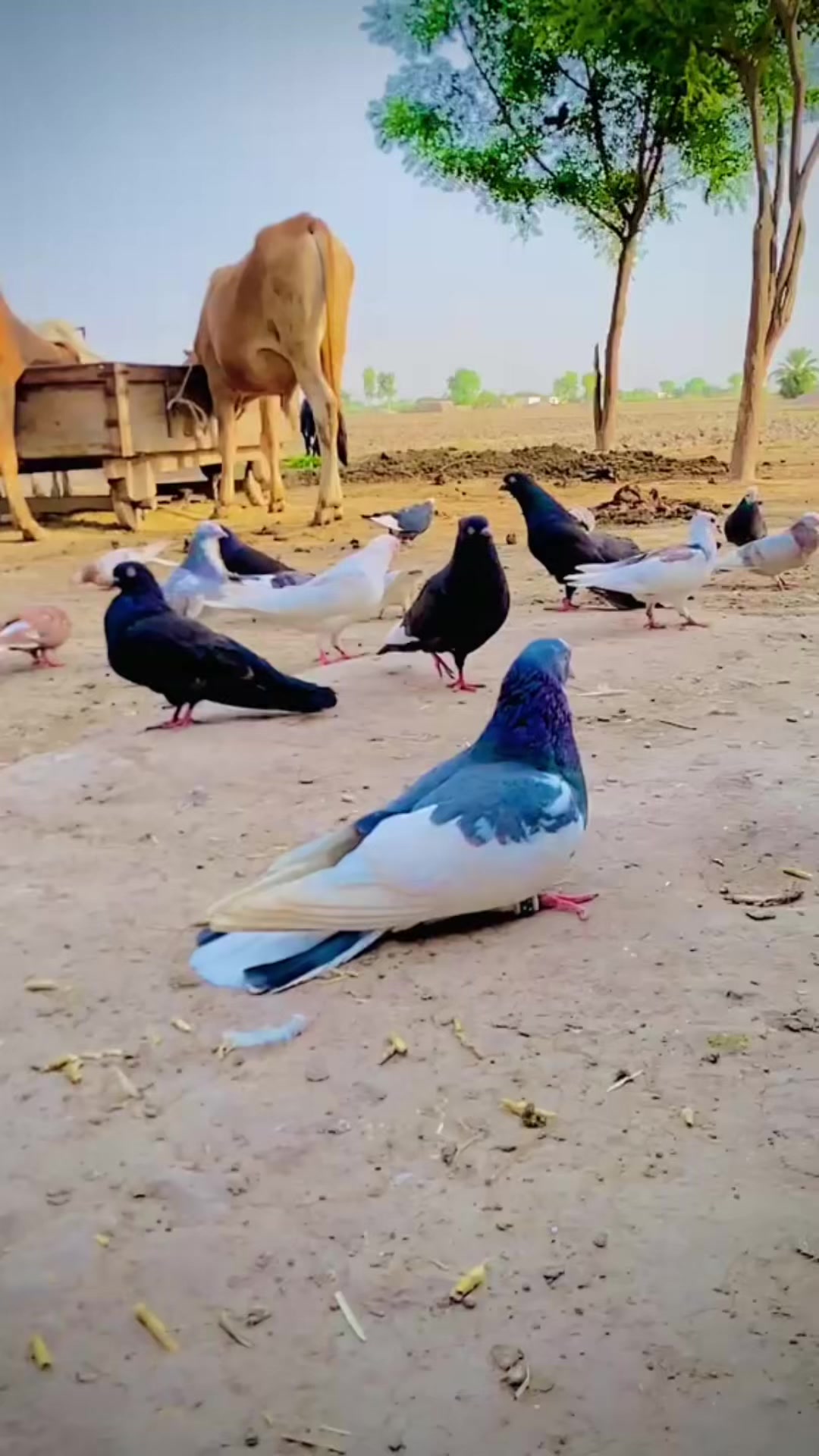 @♥مرتضیٰ سیال🌠