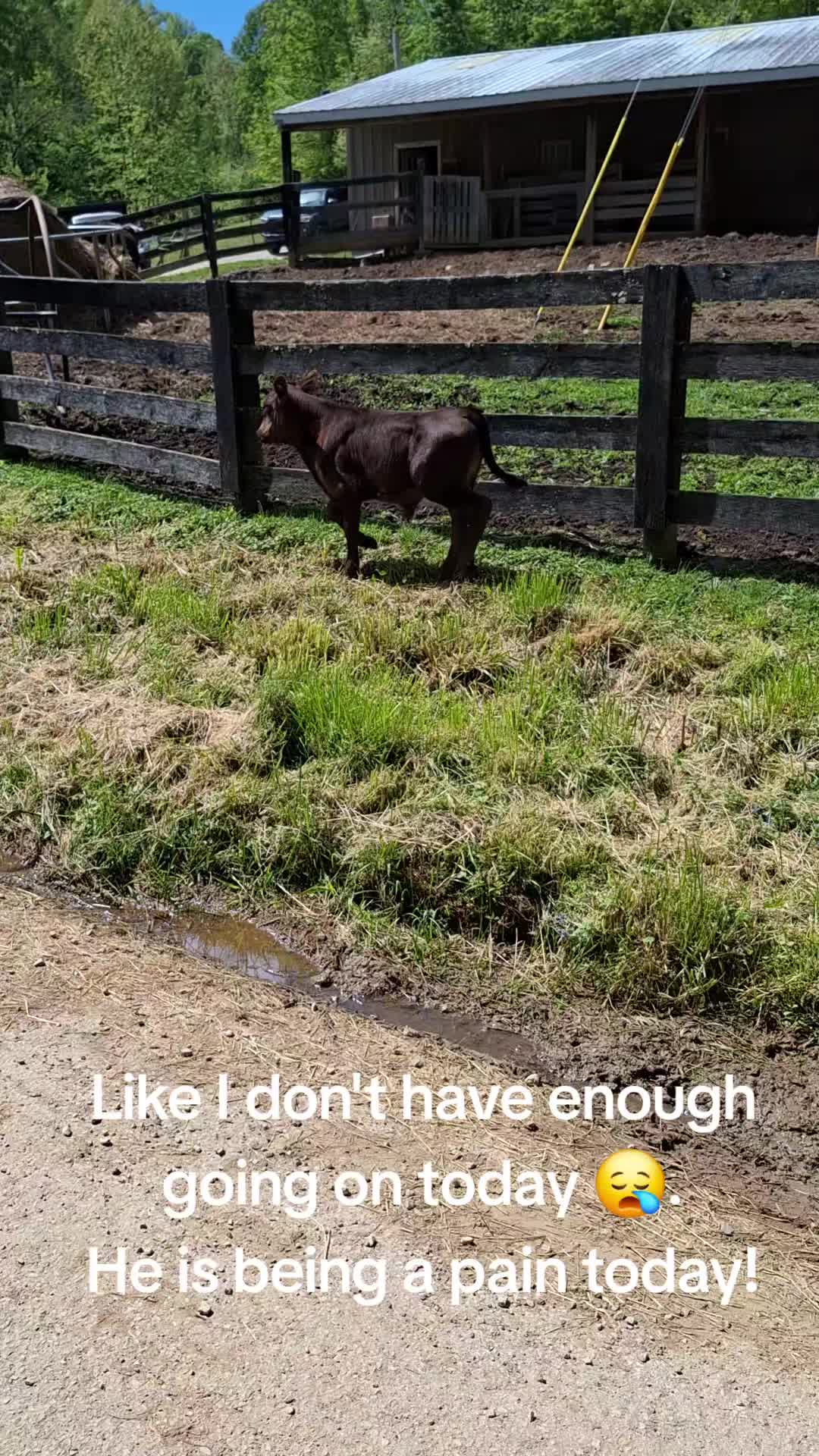 @Grand_Hill_Farm