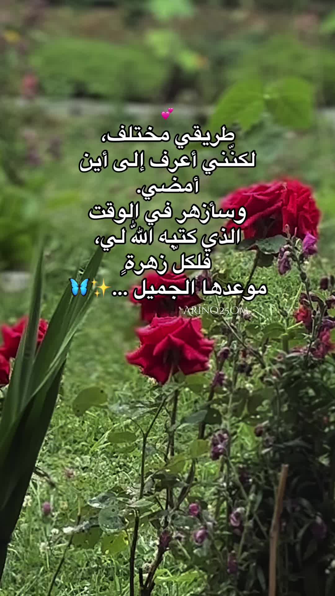 @Ar&icirc;no25Om