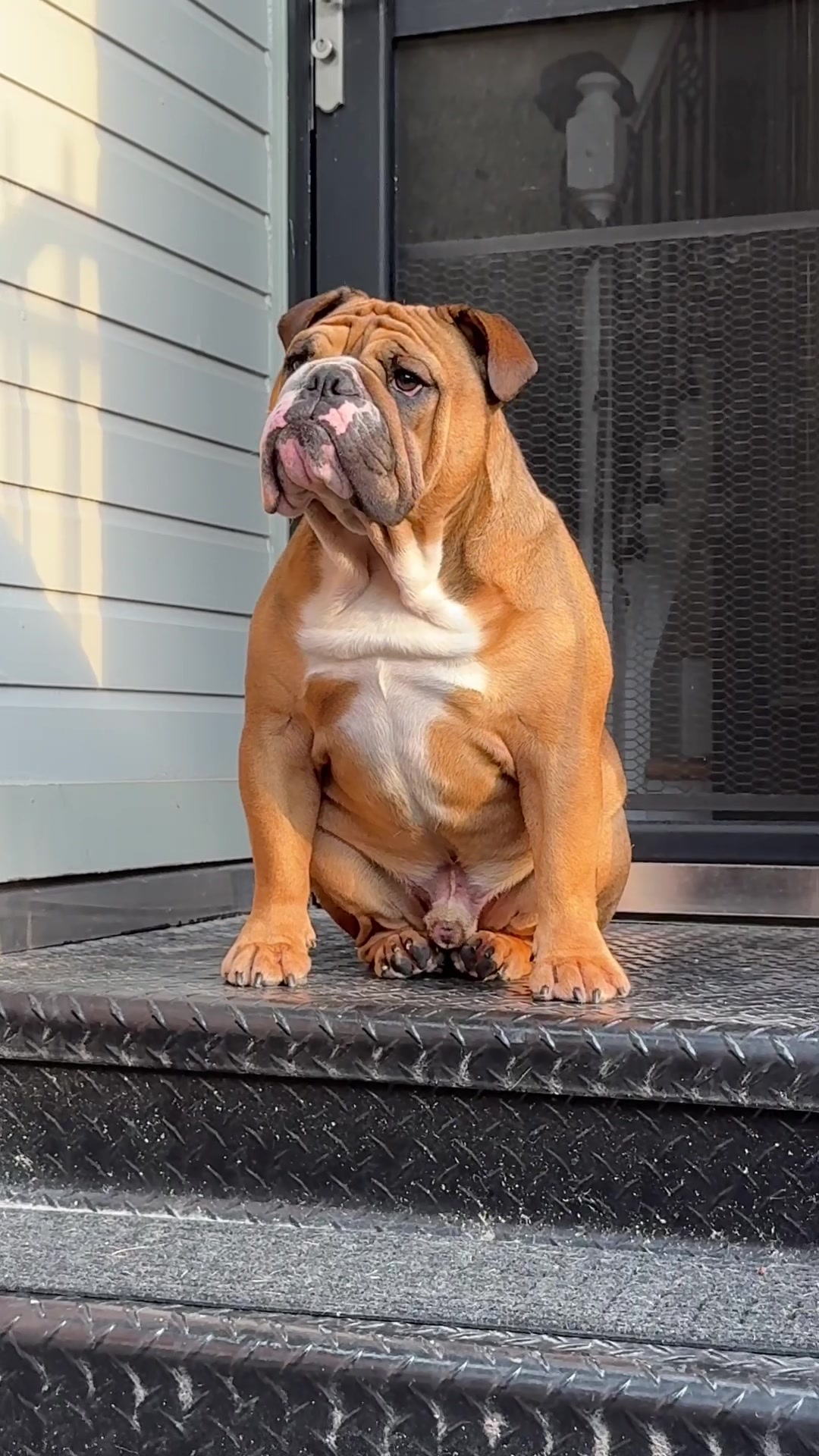 @Thurgood Marshall The Bulldog