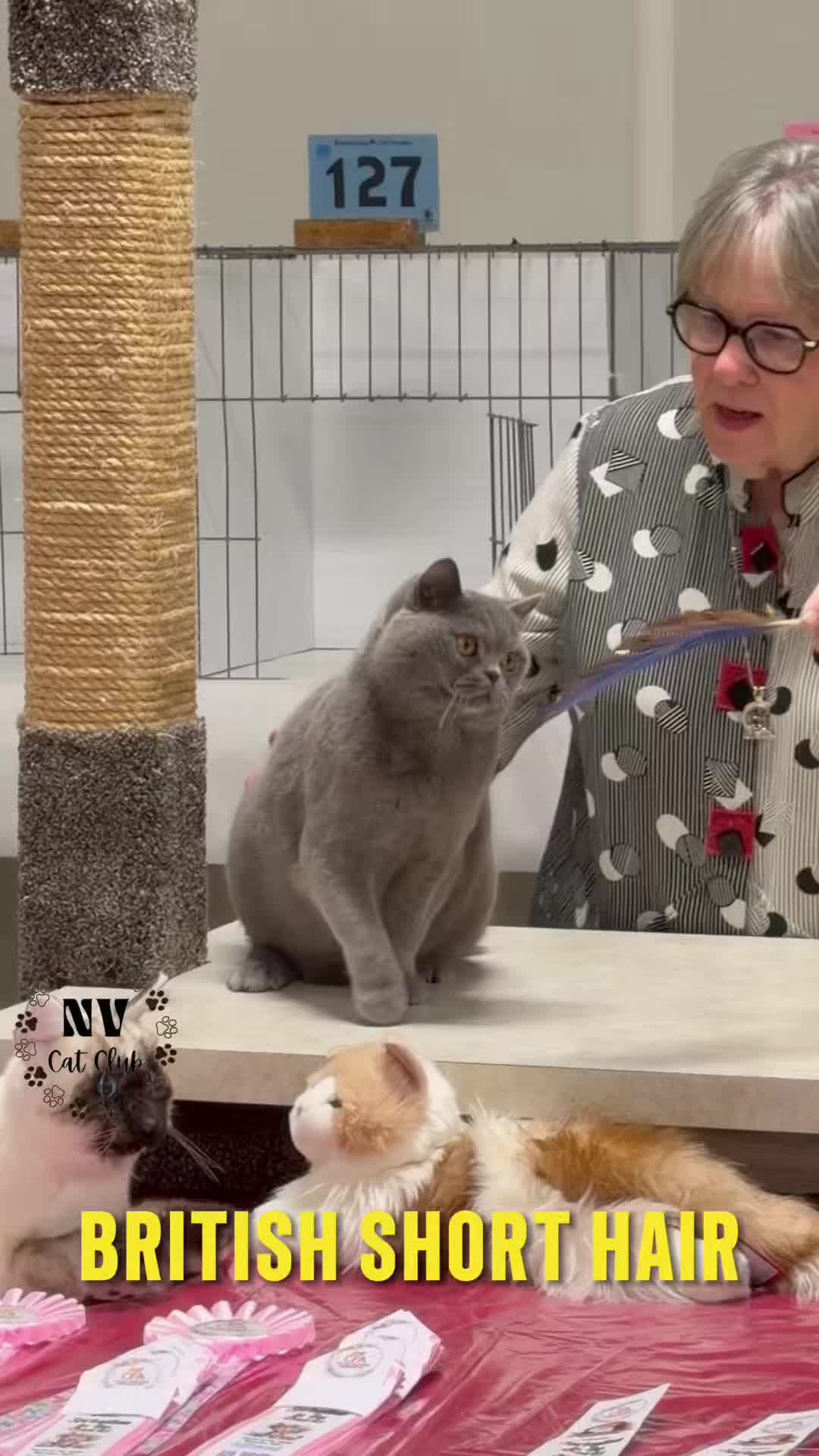 @NewVisionCatClub