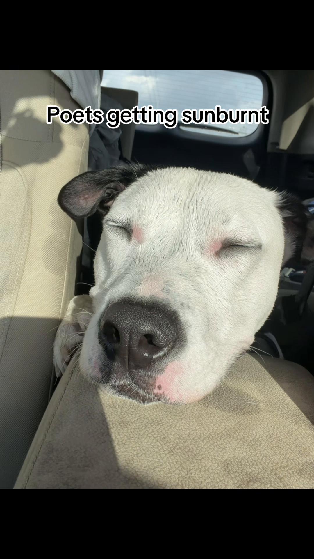 @Puppy named Poet
