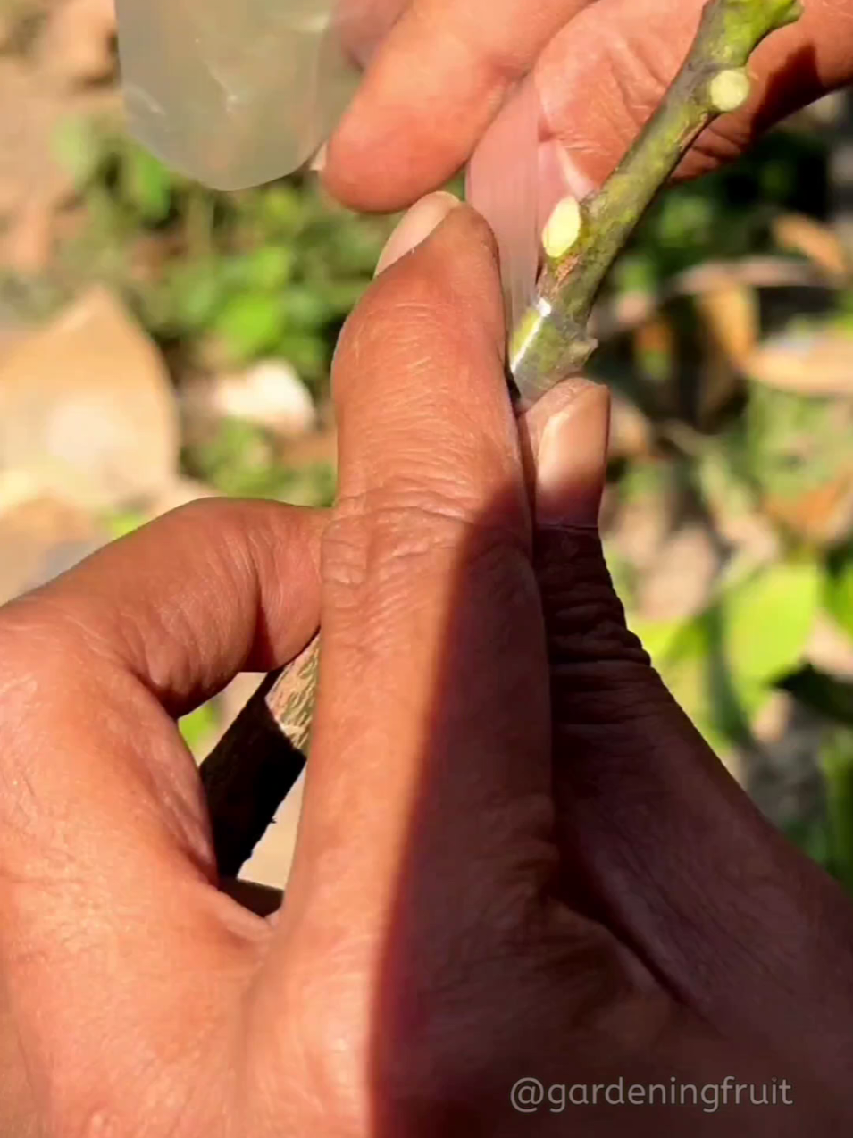 @GardeningFruits