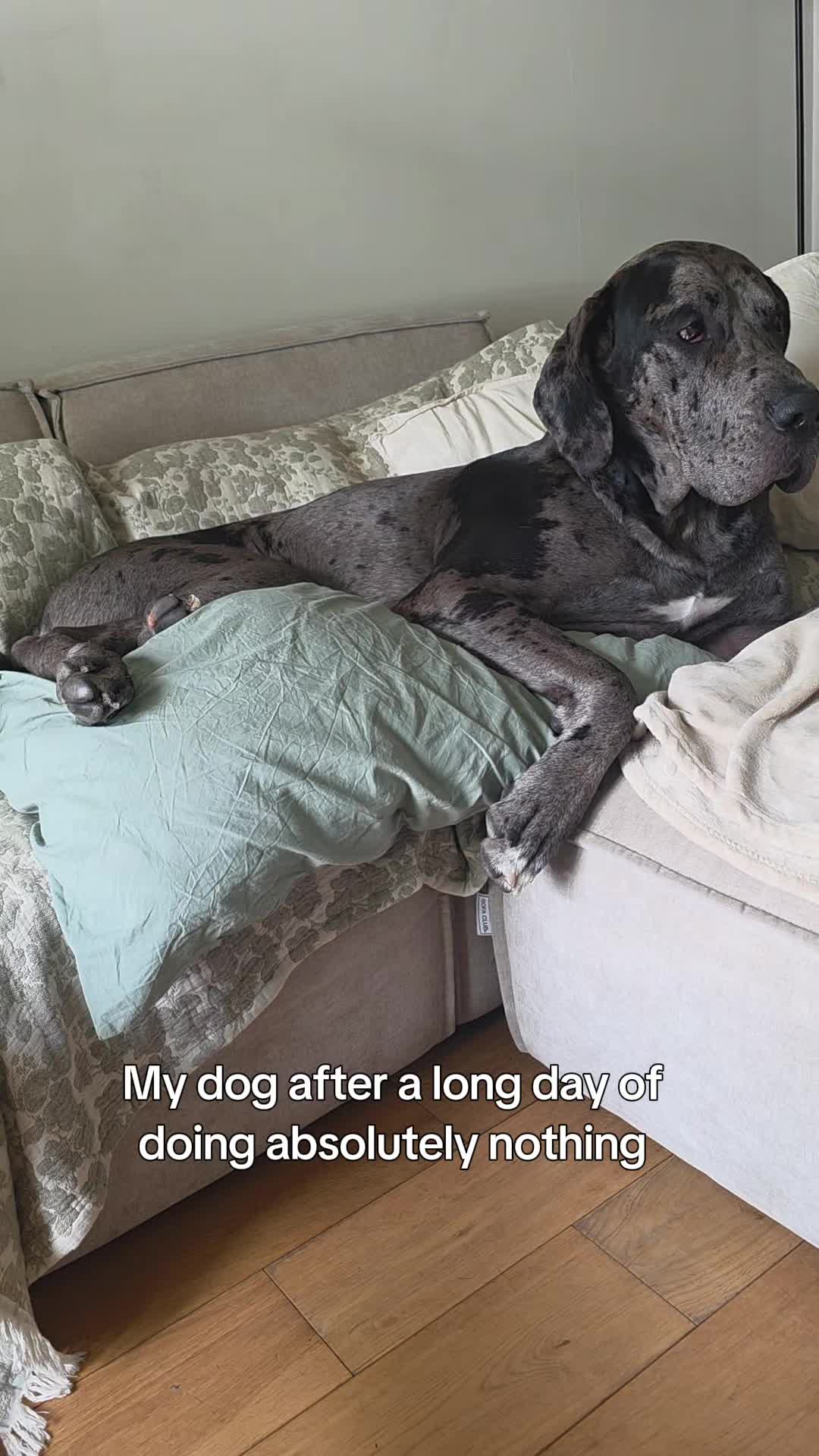 @Magnus the GREAT DANE