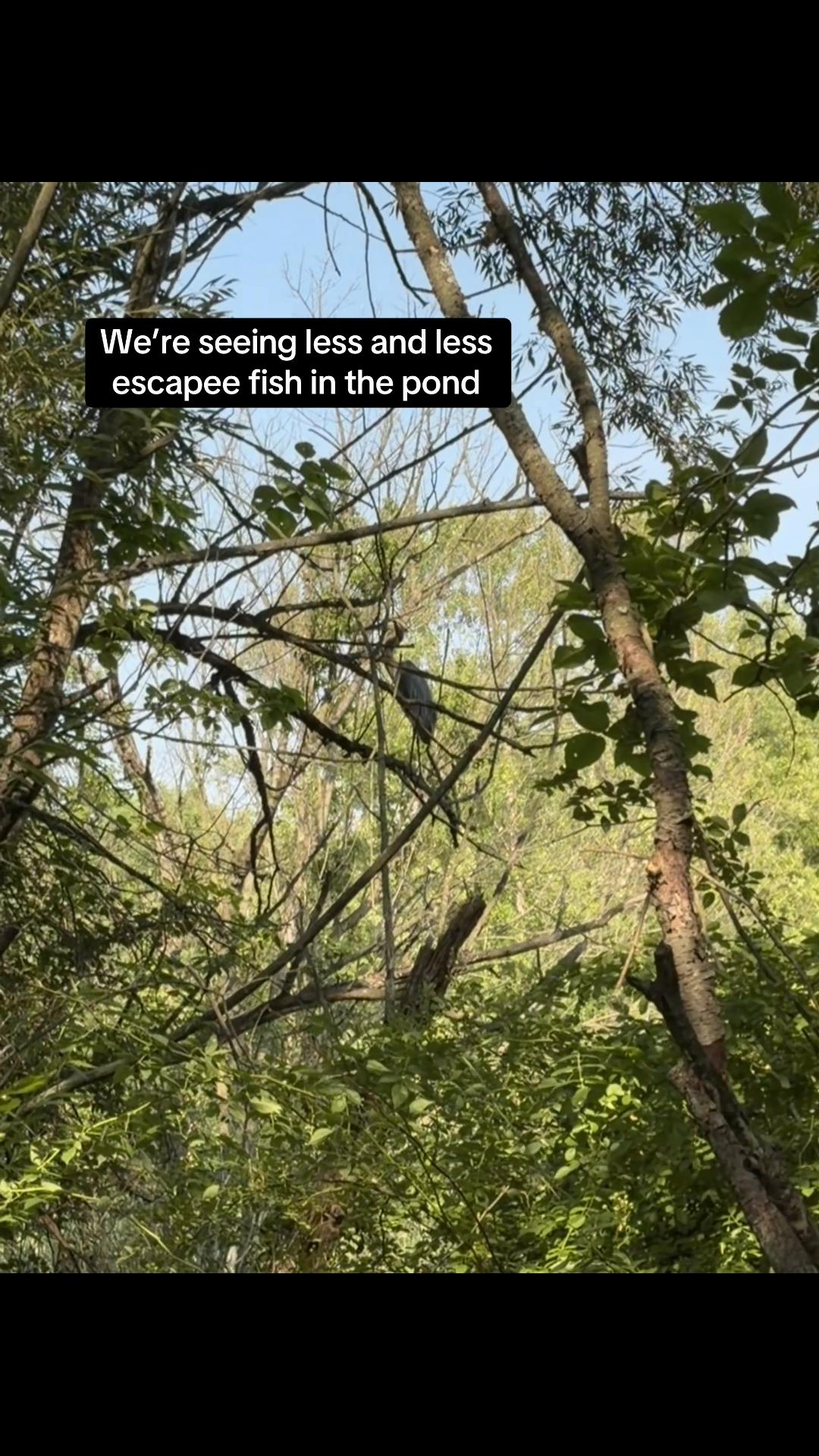 @learnwithlacey | nature🌿