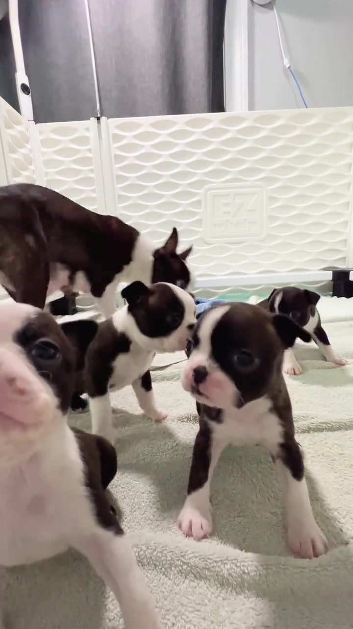 @Boston terrier puppies