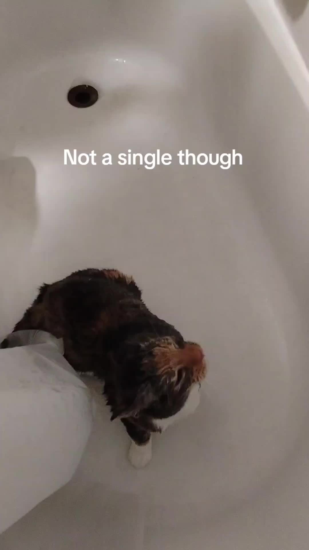 @Frenchiep310