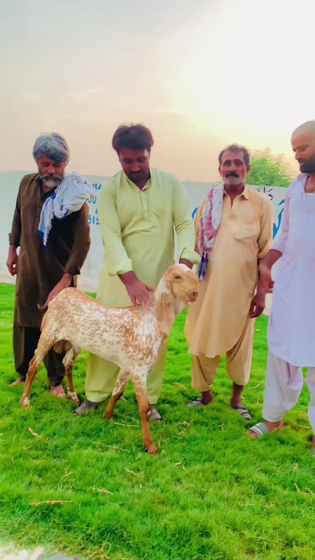 @Ayyan goat