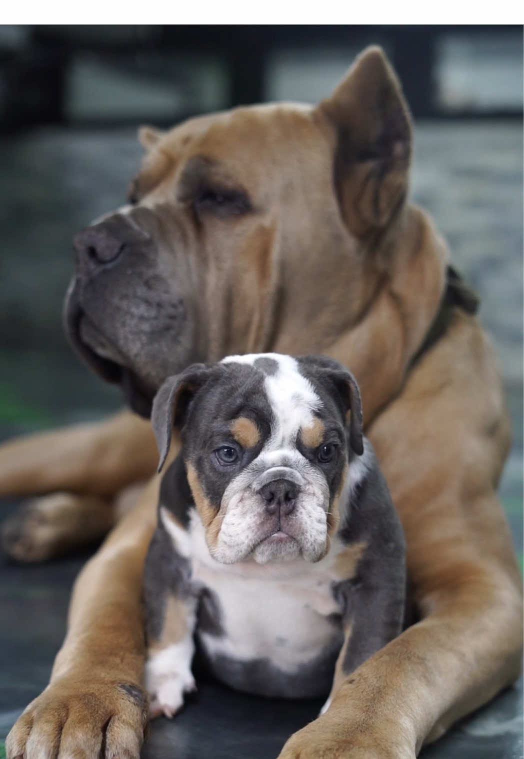 @The Bulldog Breeder