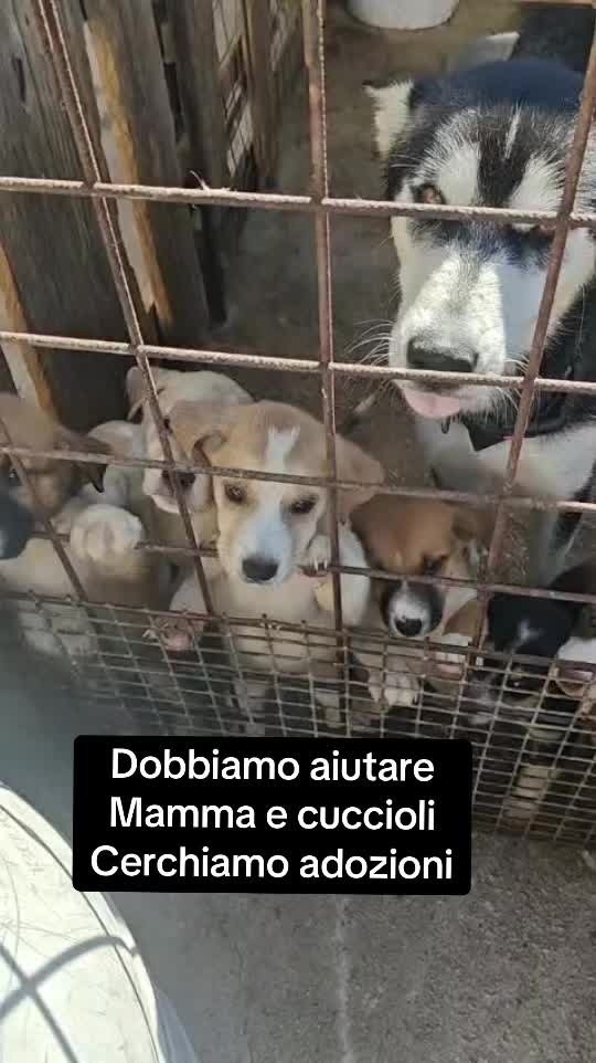 @I randagi di nessuno