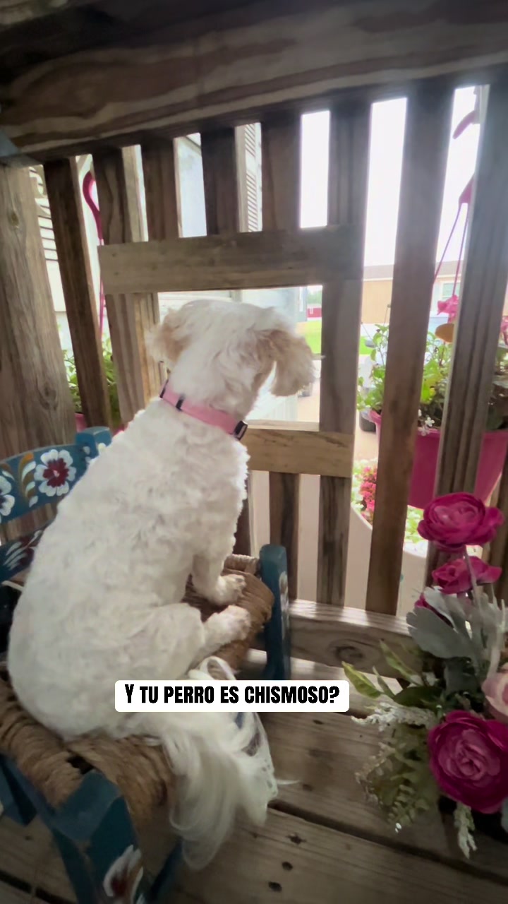 @AZUL🐶🥰