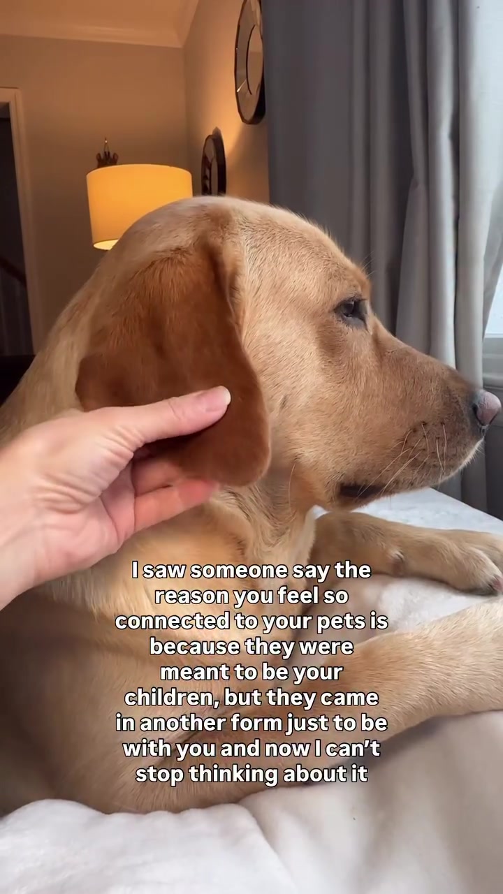 @Lord Jack The Yellow Lab