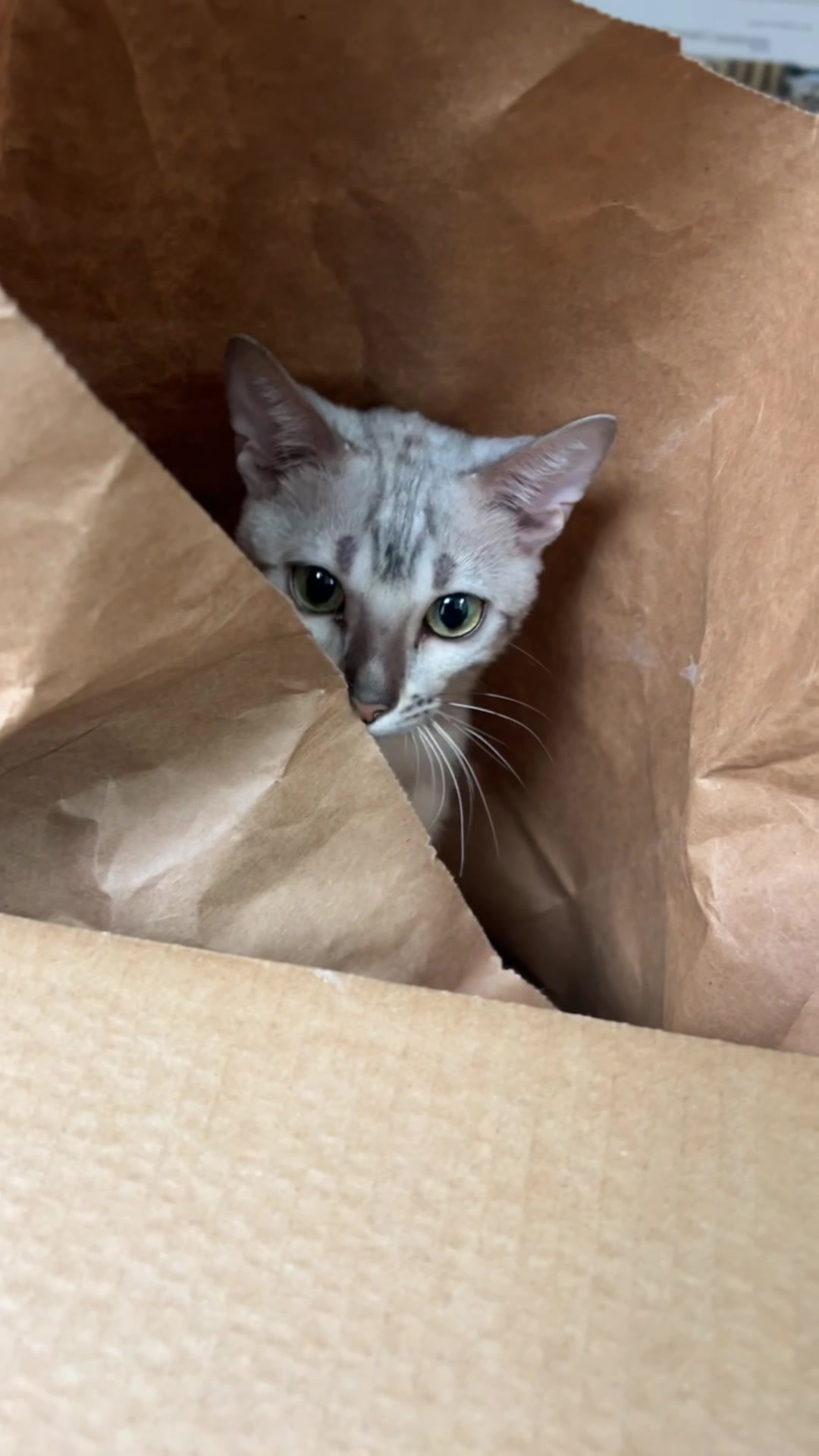 @Sagethebengal
