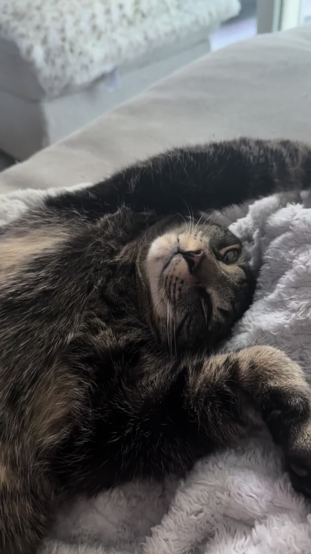 @TailsandWhiskersCo