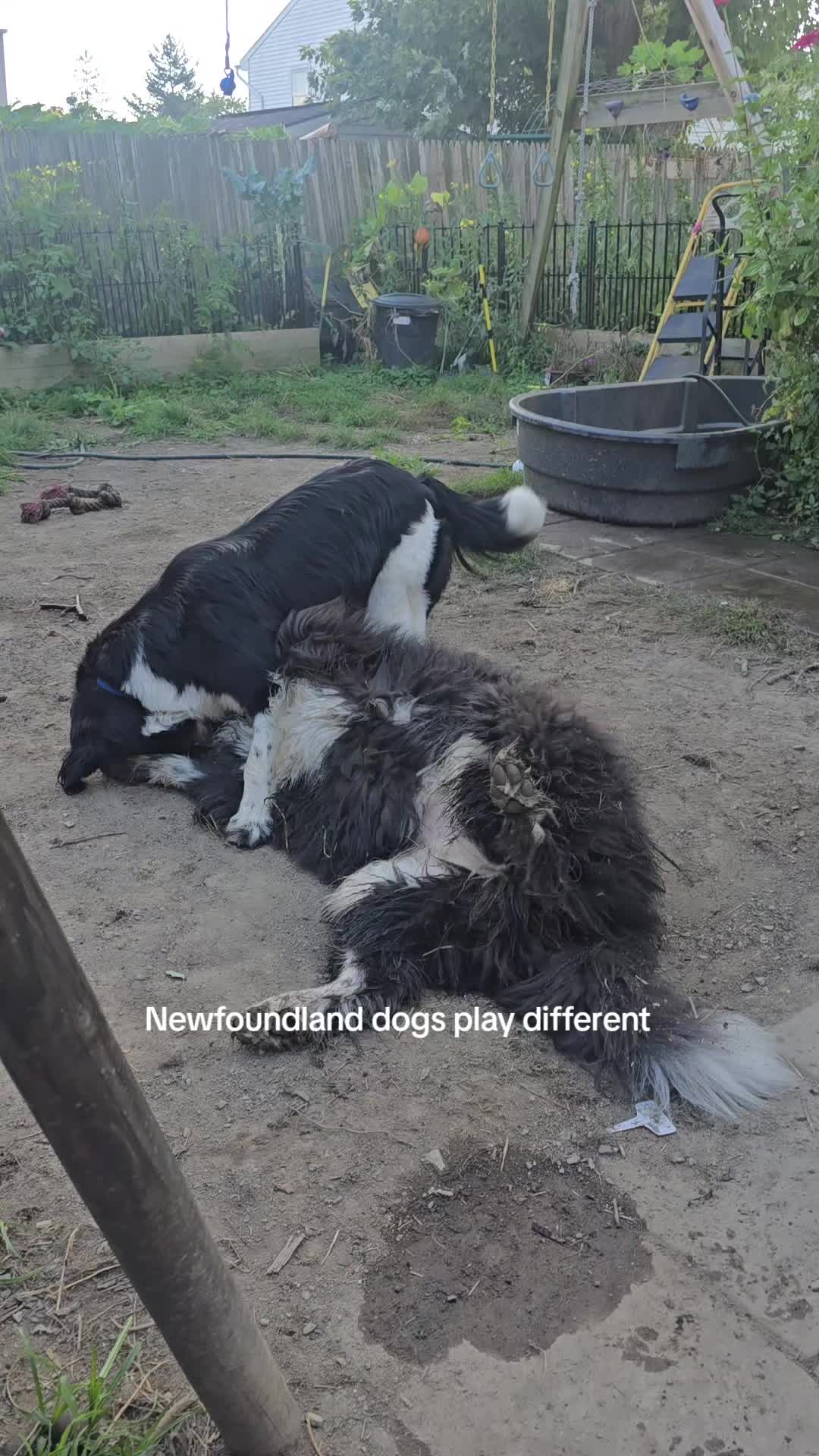 @🐕&zwj;🦺Malvaceae&🐋ulianna🦓🥄♿️