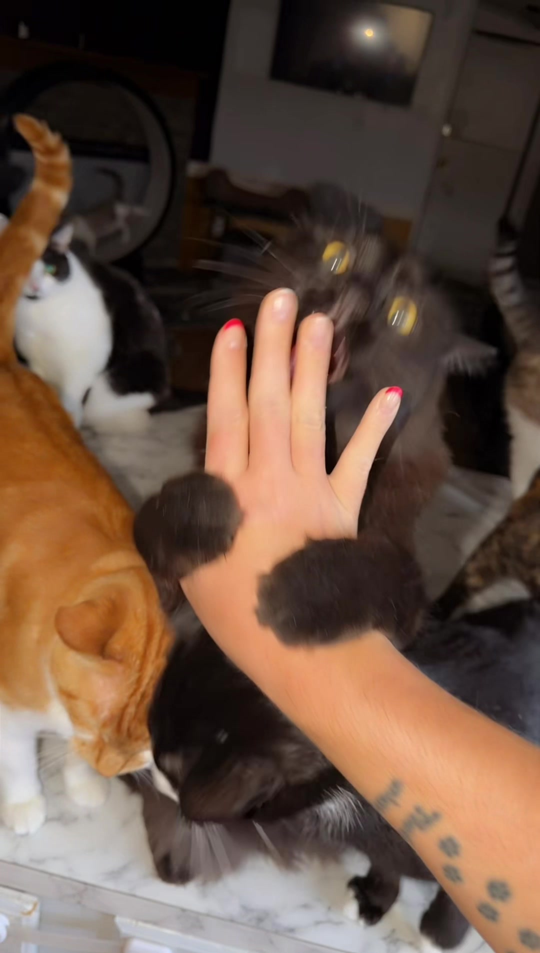 @thatcatladyjen