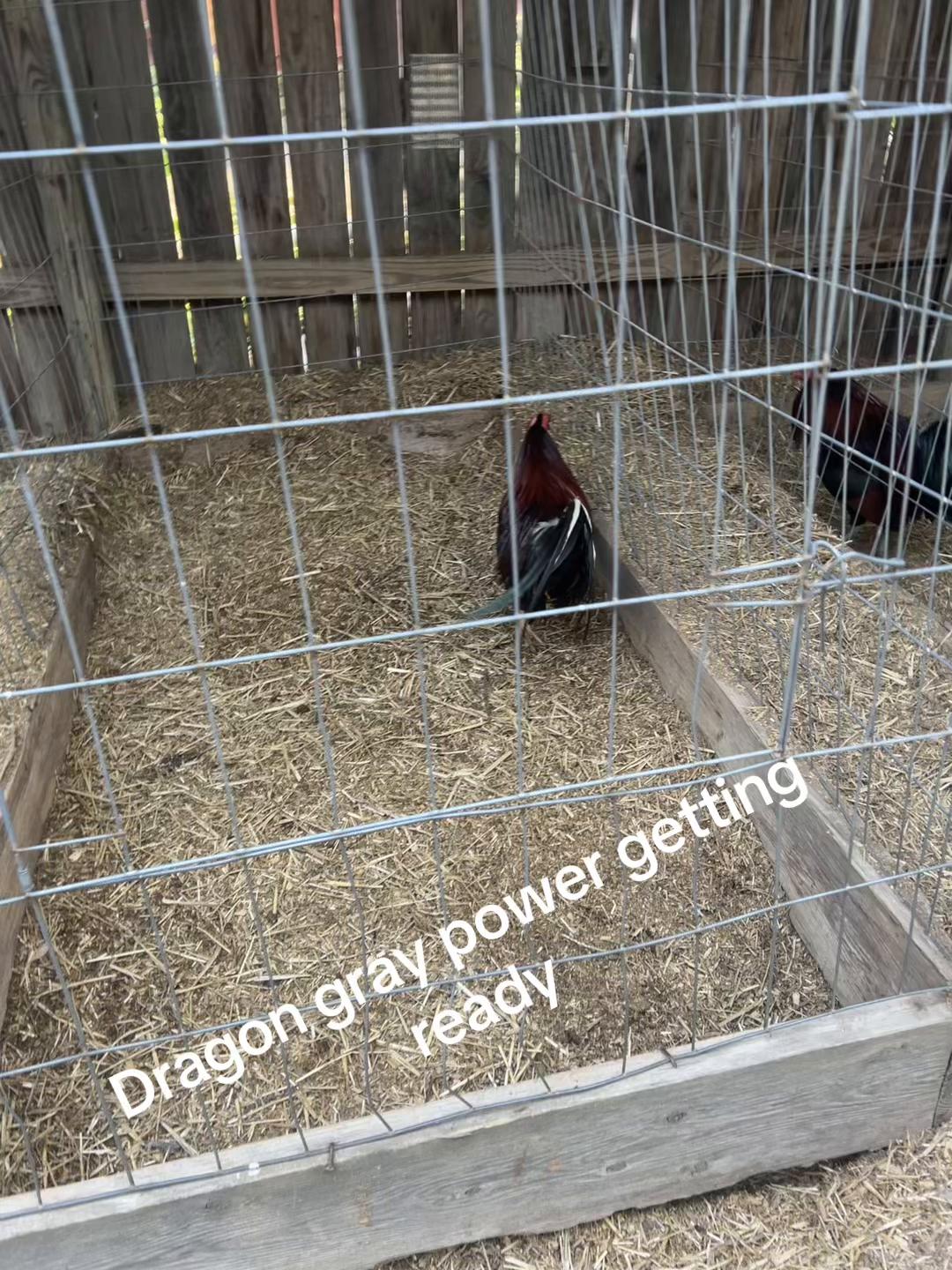 @Dragon game farm
