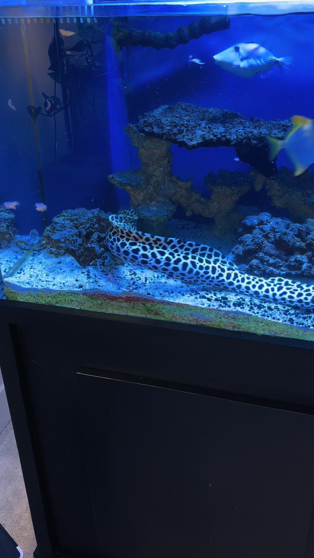 @reeflove