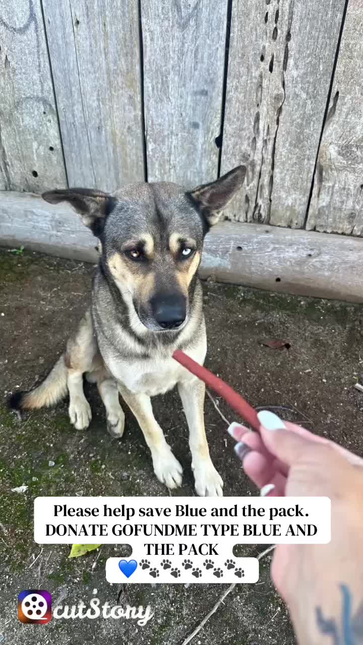 @miloodieclarkandbluespak