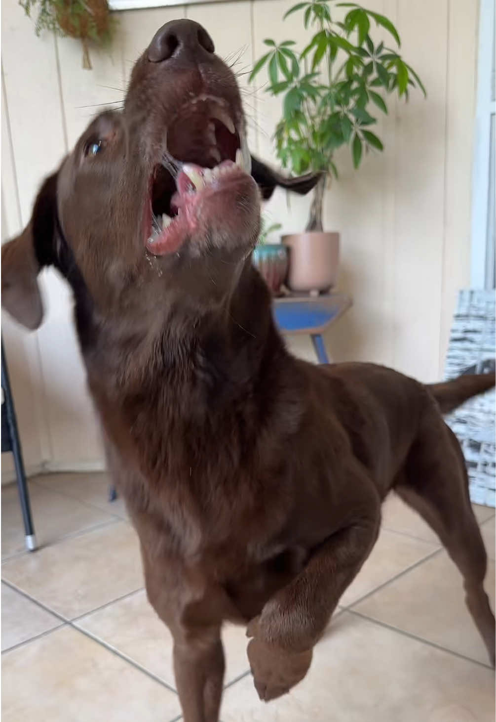 @AmandaT | Your Dog is COOL!