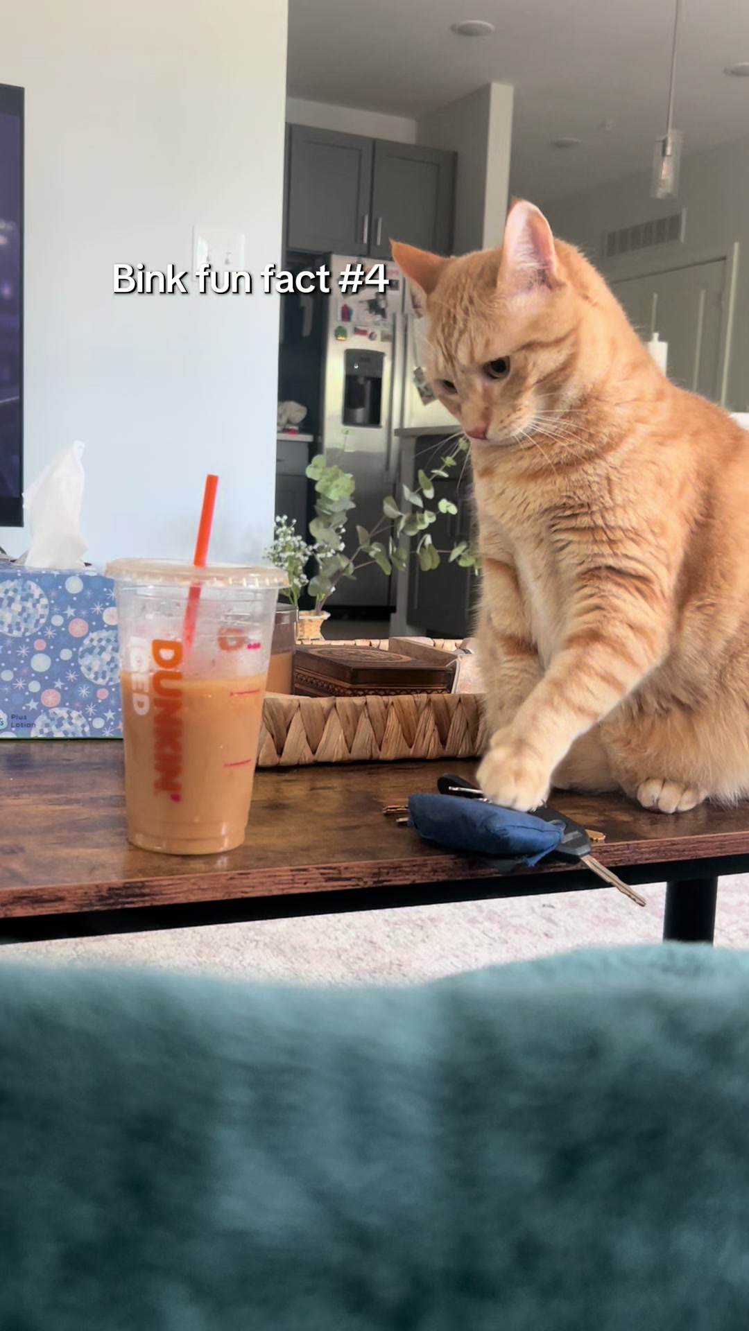 @bink the big orange cat
