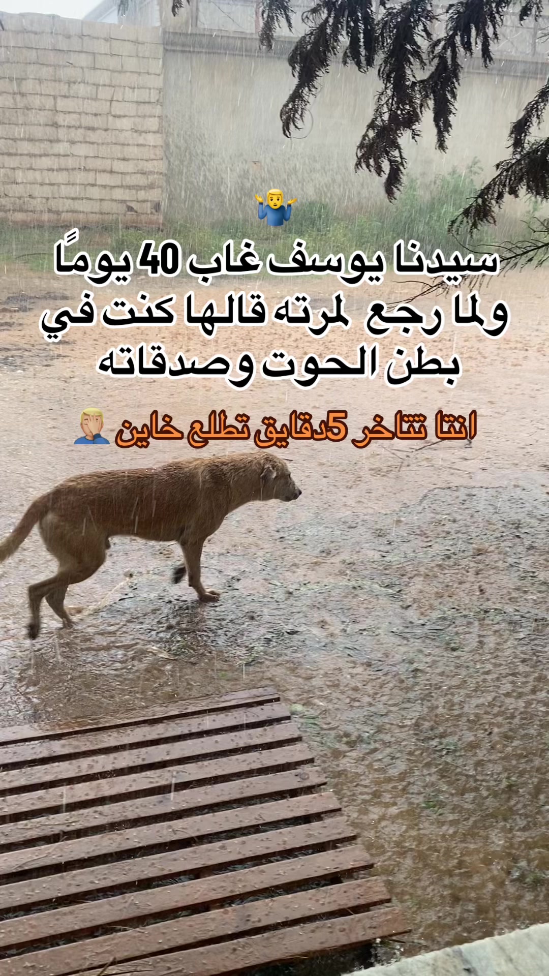 @﮼ِعزوالجلالي 🩸🐺