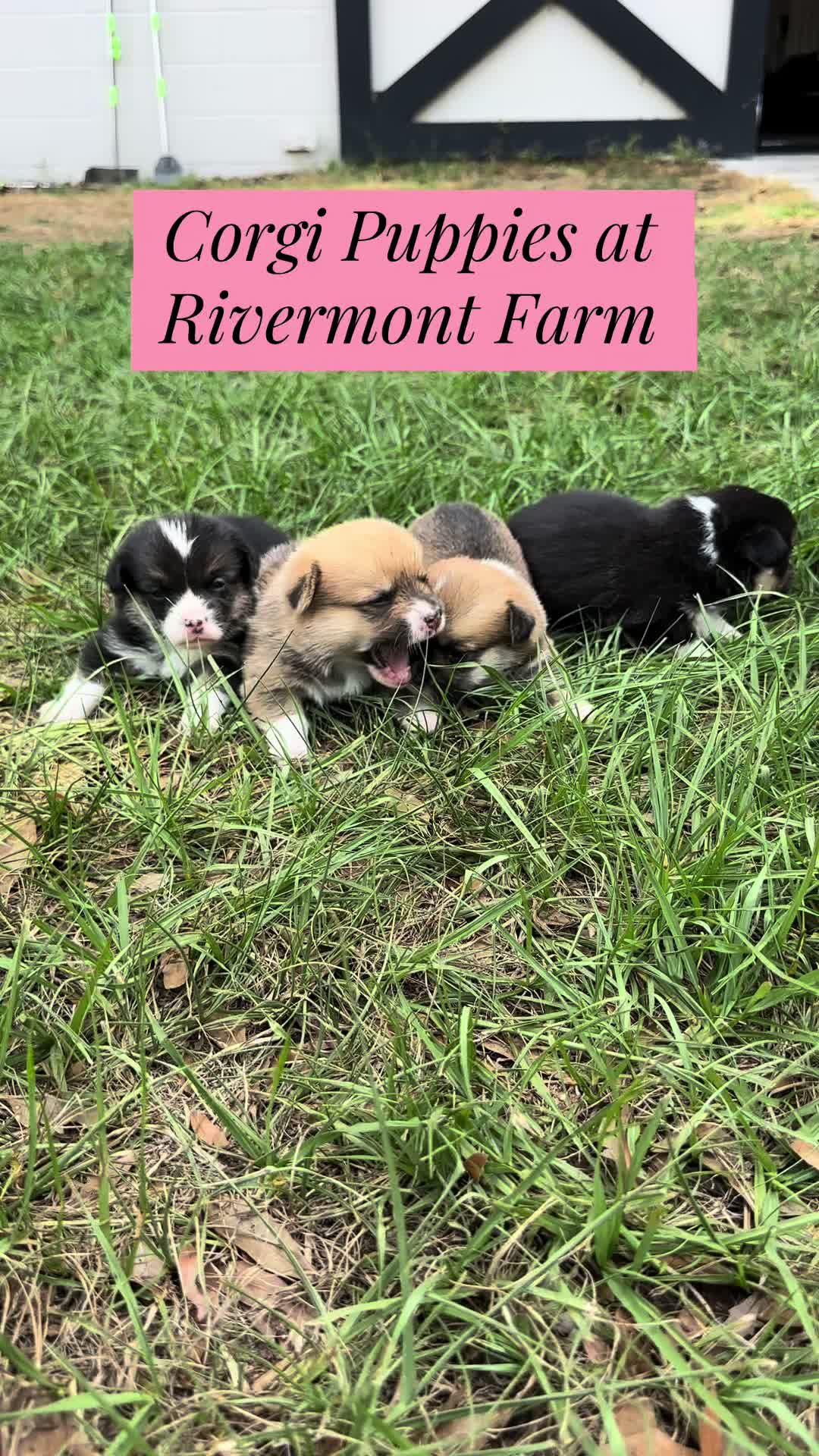 @Ashley at Rivermont Farm🐎🐶