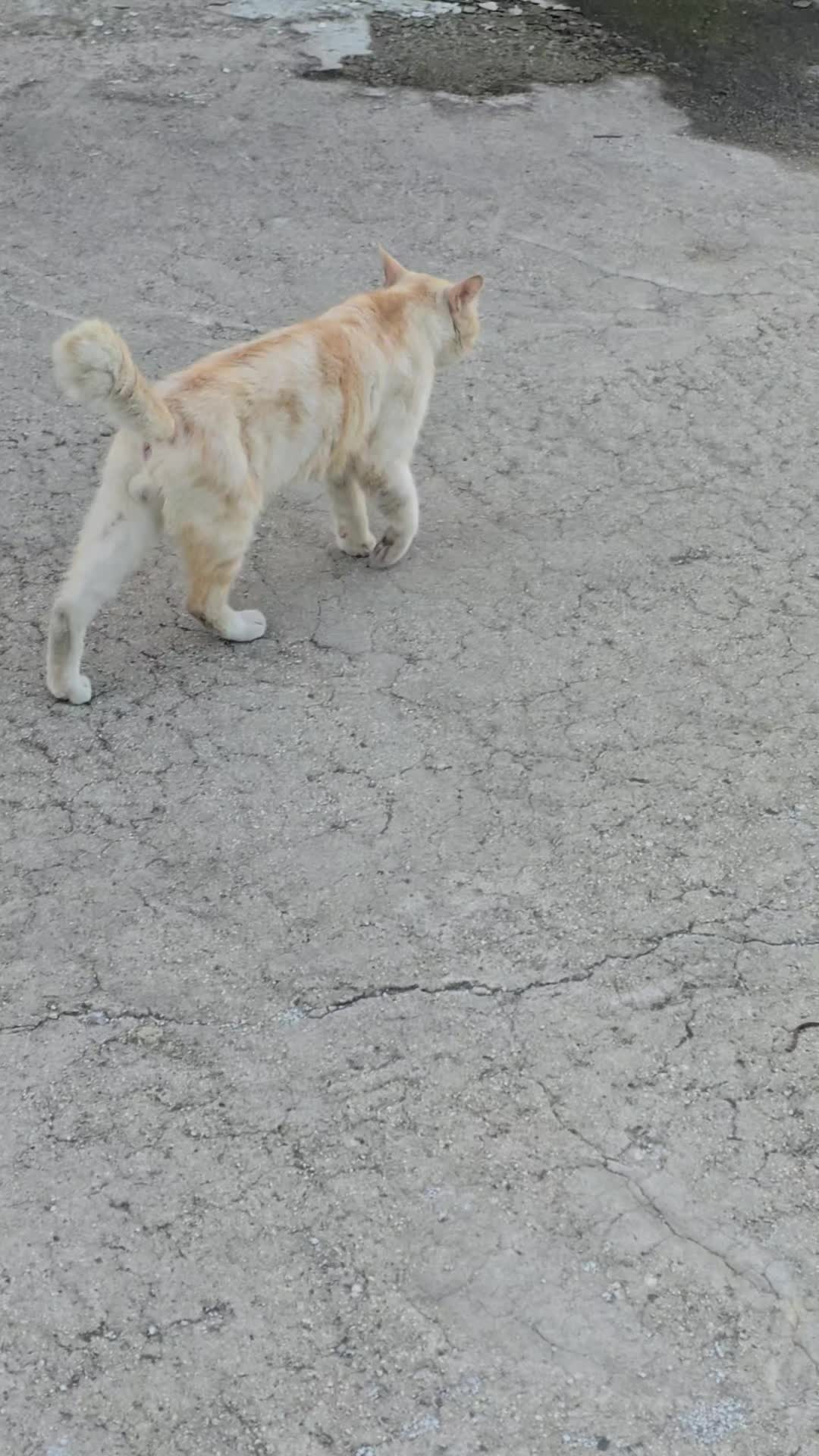 @고양이 형아