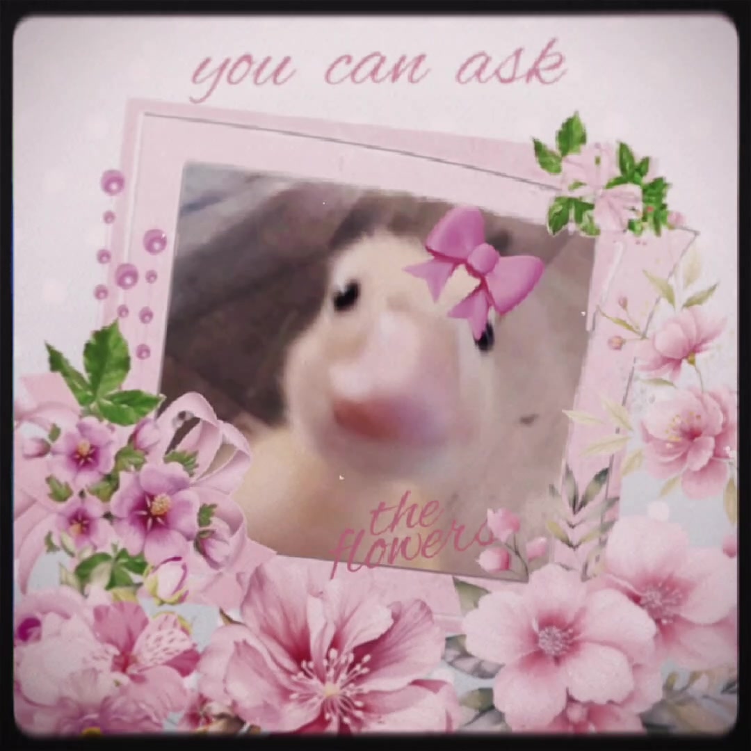 @Ducks