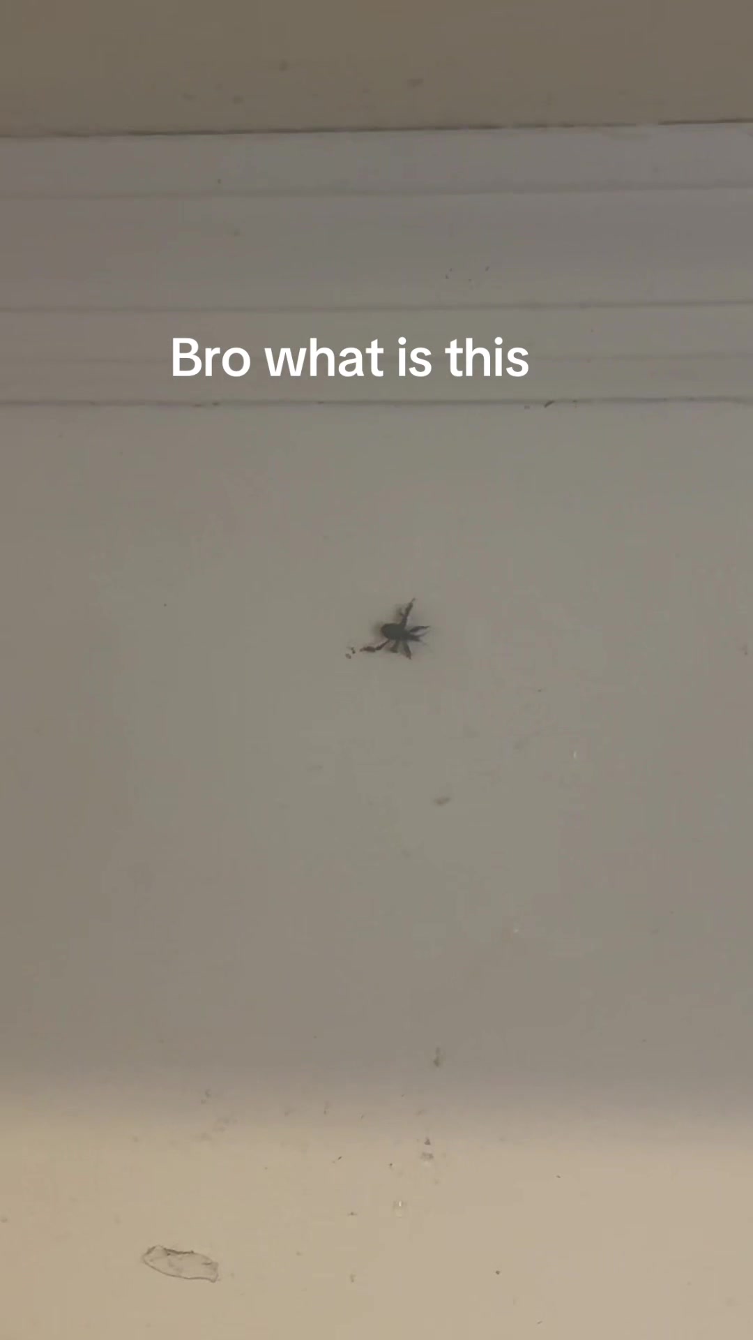 @Streamerjmo