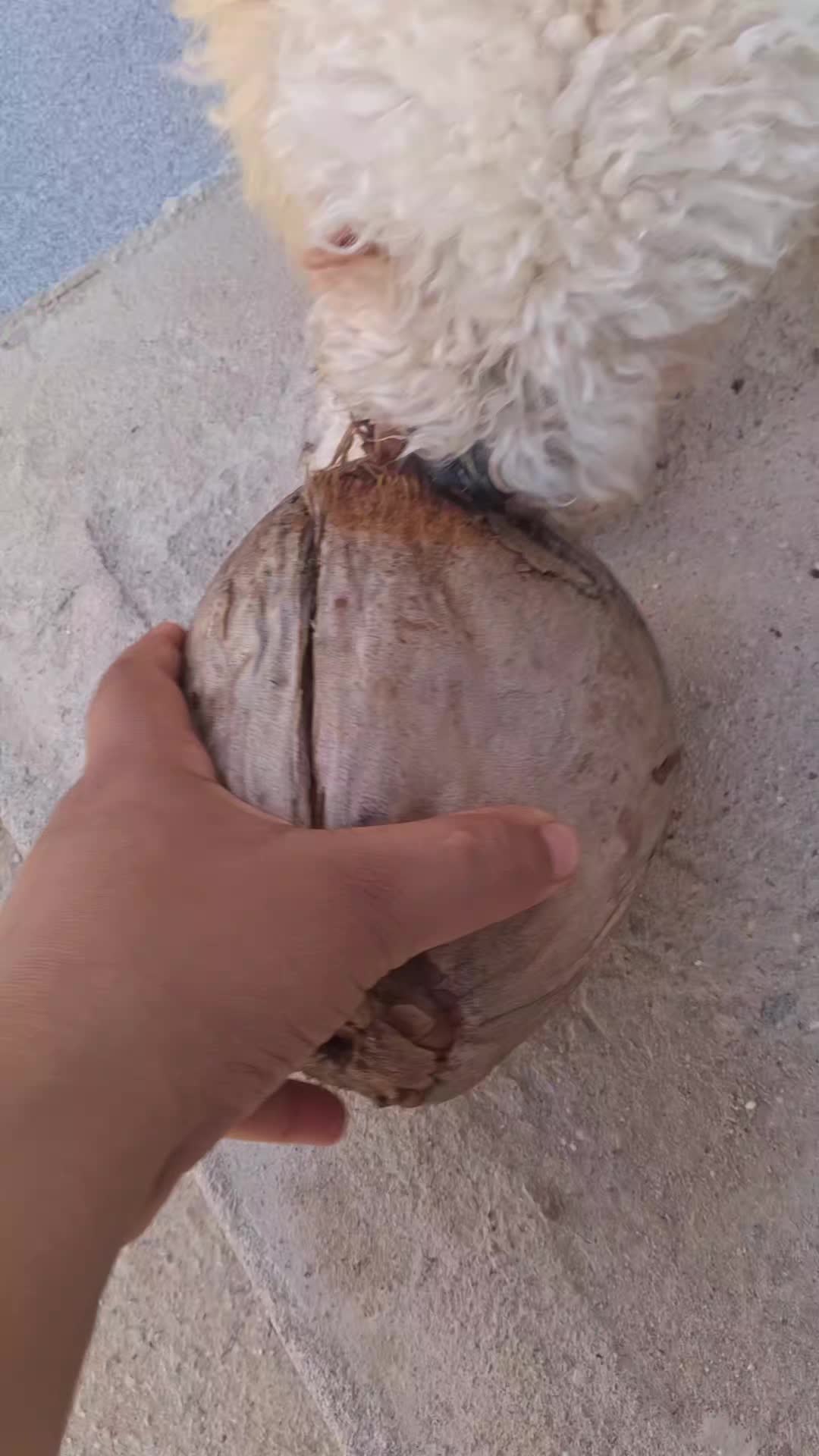 @Pitanga
