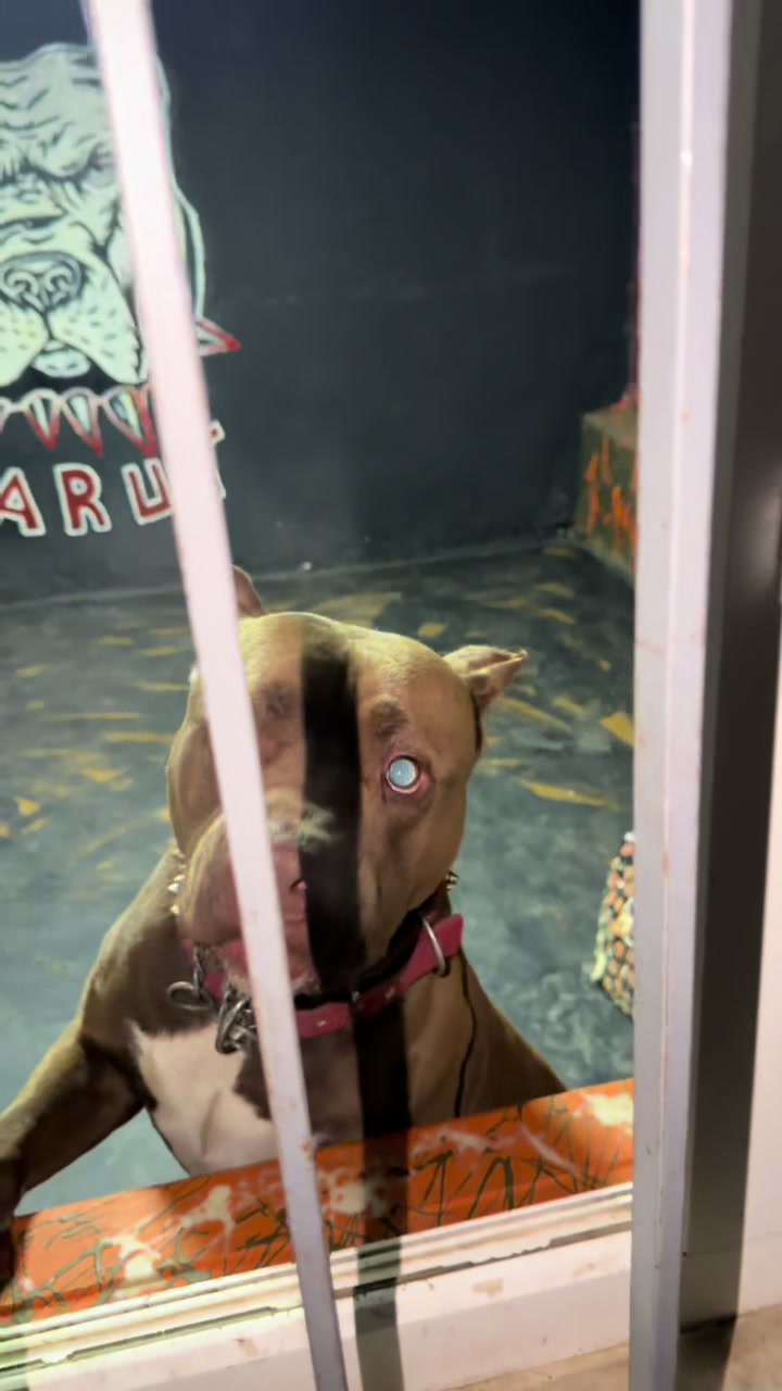 @BARUTBEYY🐶