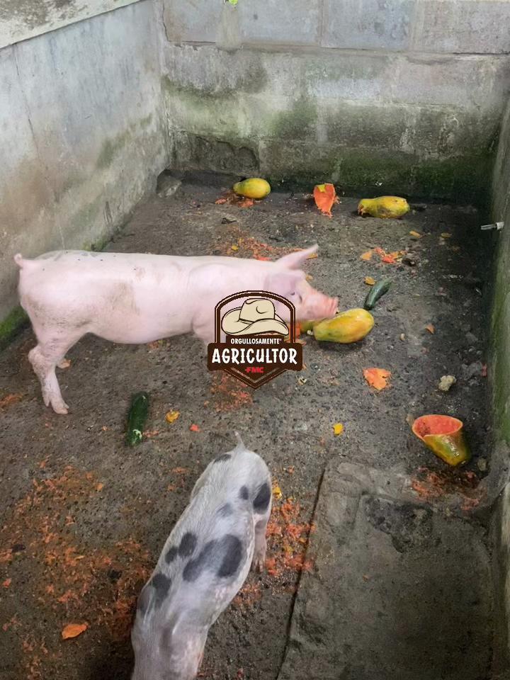 @🧑&zwj;🌾🤎🌱PAPA XEU🧑&zwj;🌾🤎🌱 C-4