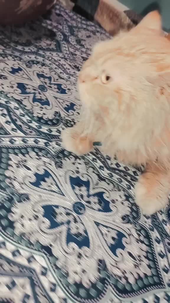 @𝐌𝐫𝐬,𝐀𝐡𝐬𝐚𝐍🥰