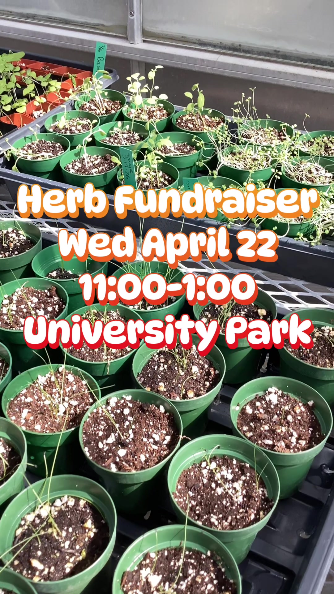 @bsu greenhouse