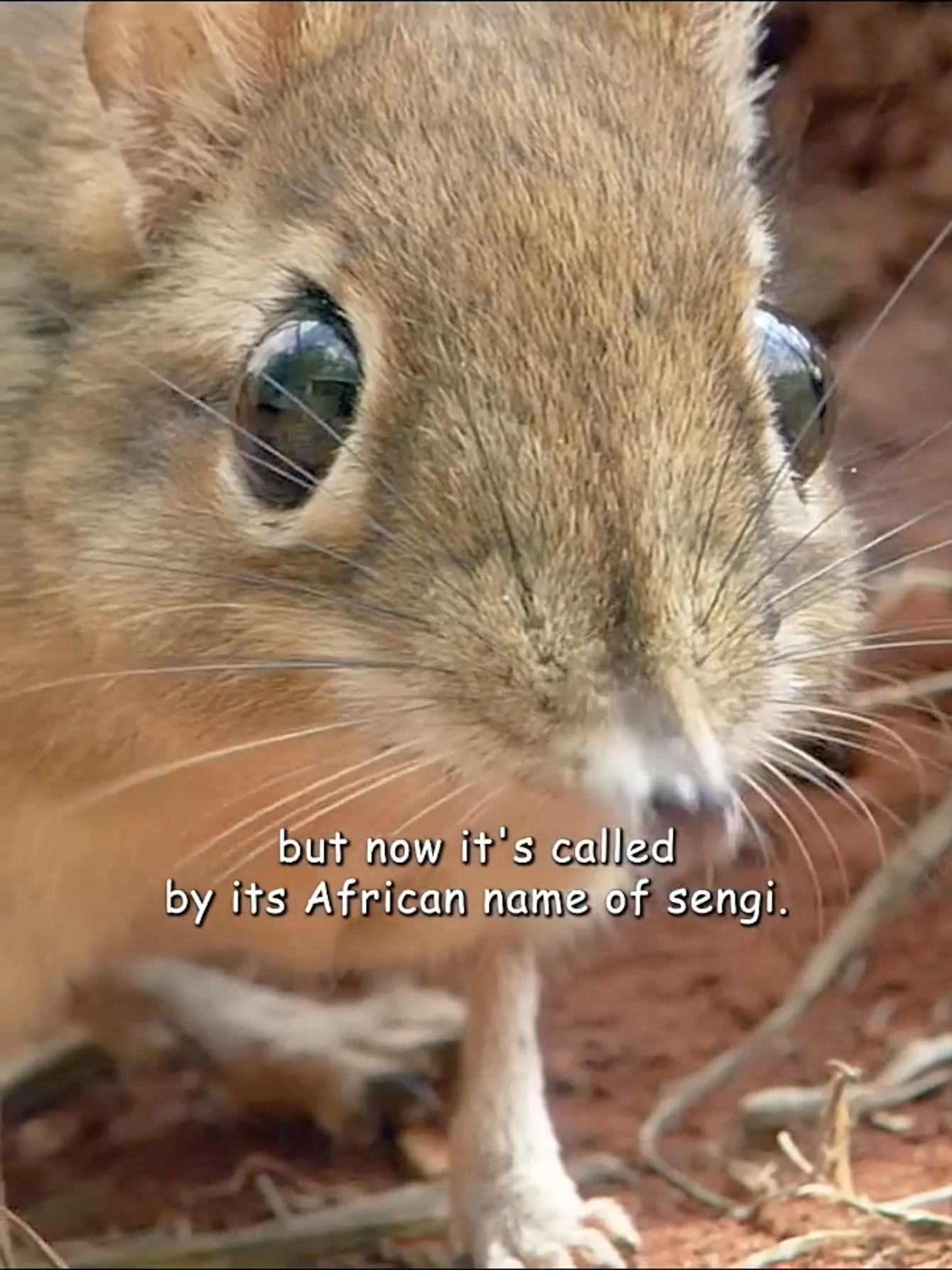 @Animal Life