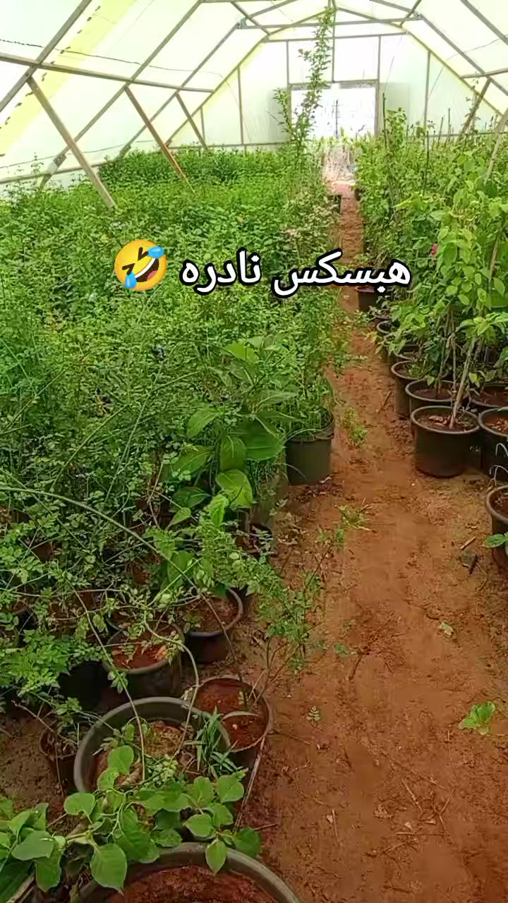 @مشتل الرحمن