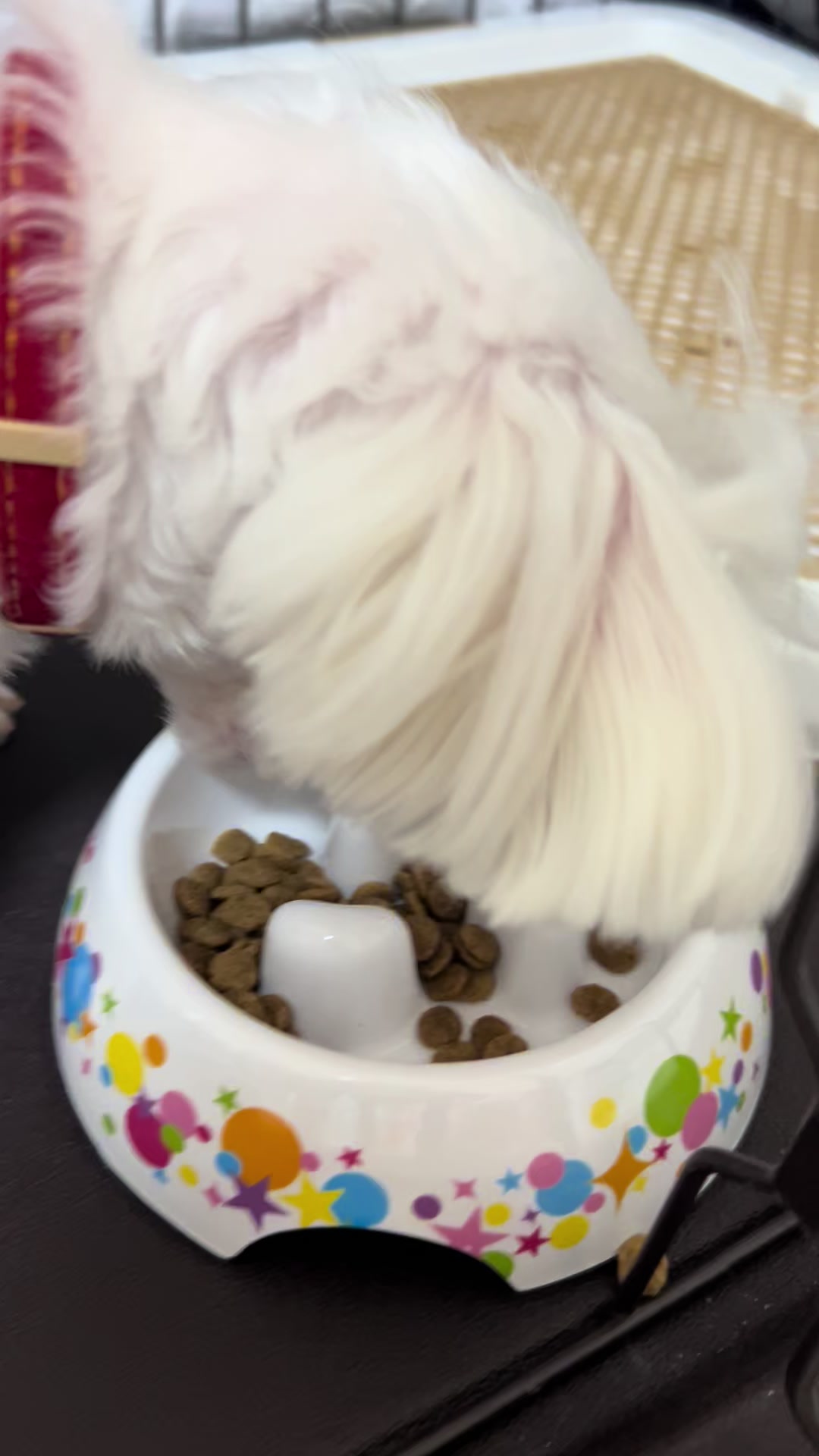 @れな👩うさ🐰メル🐶