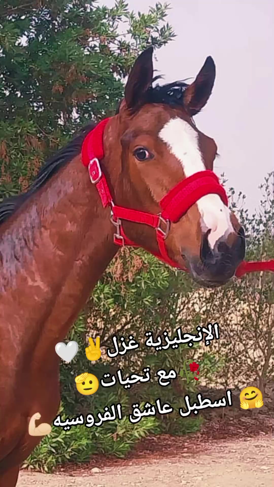 @چياب الاصايل