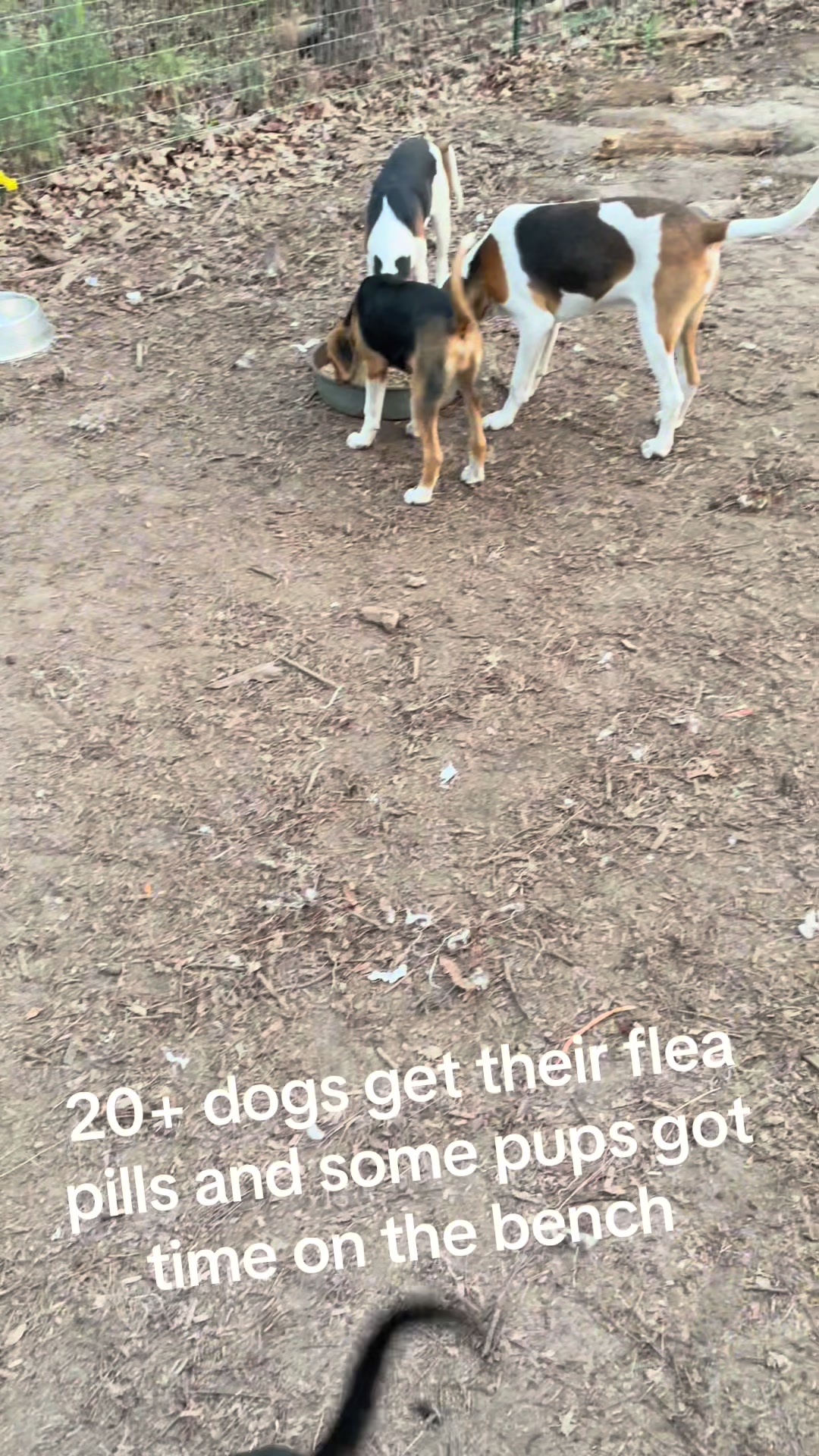 @3DeepKennels