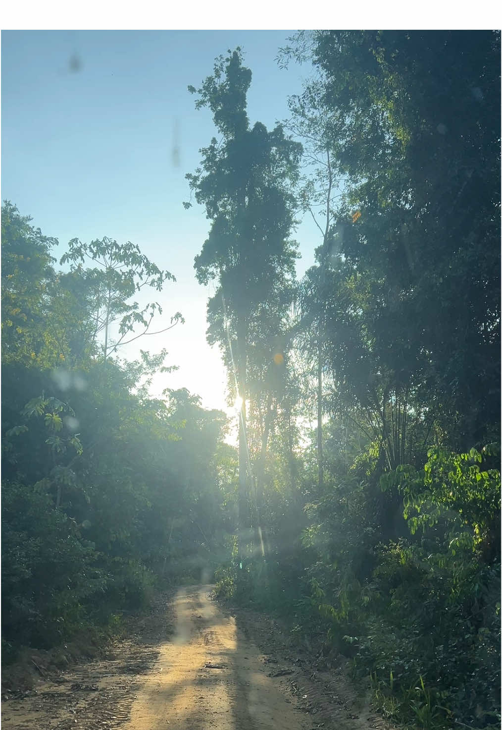 @Mercedes In The Jungle