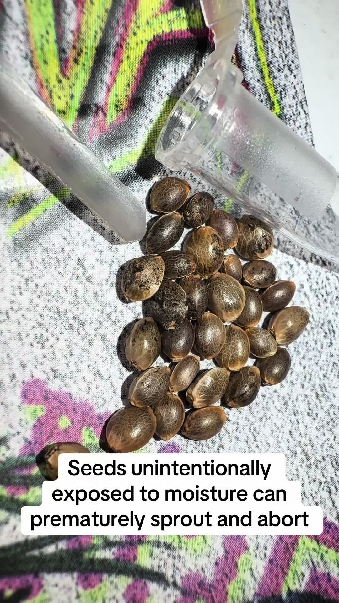@SEEDTIVA