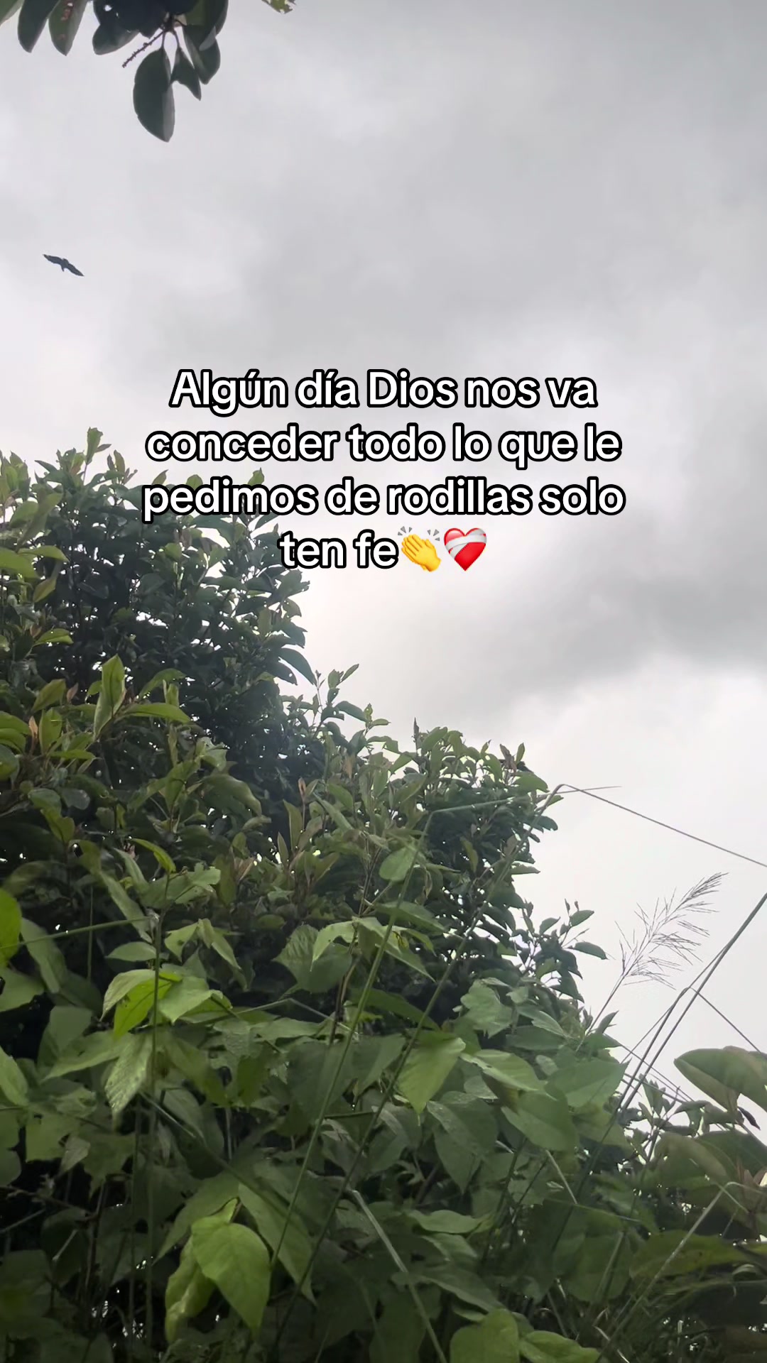 @Yamileth🇭🇳❤️🔥❤️🩹🦕🌽