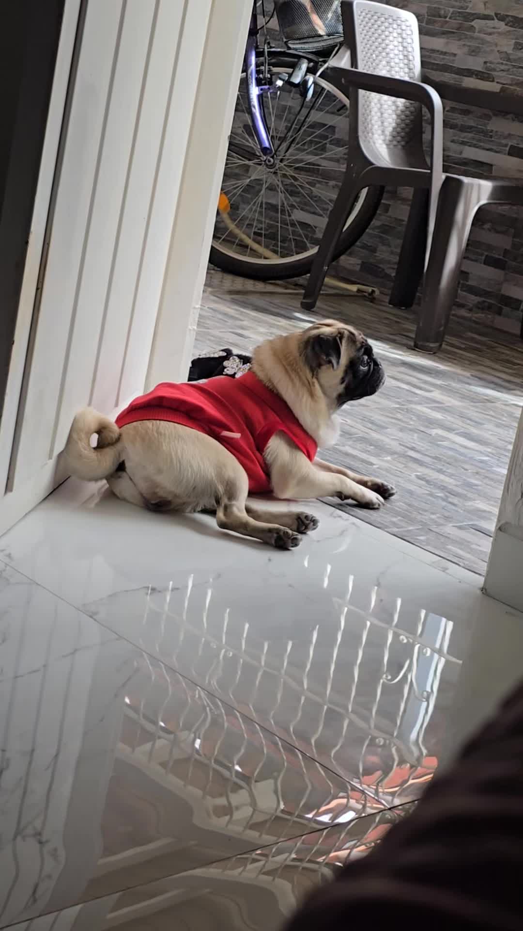 @Lizzylapug🐶🌸