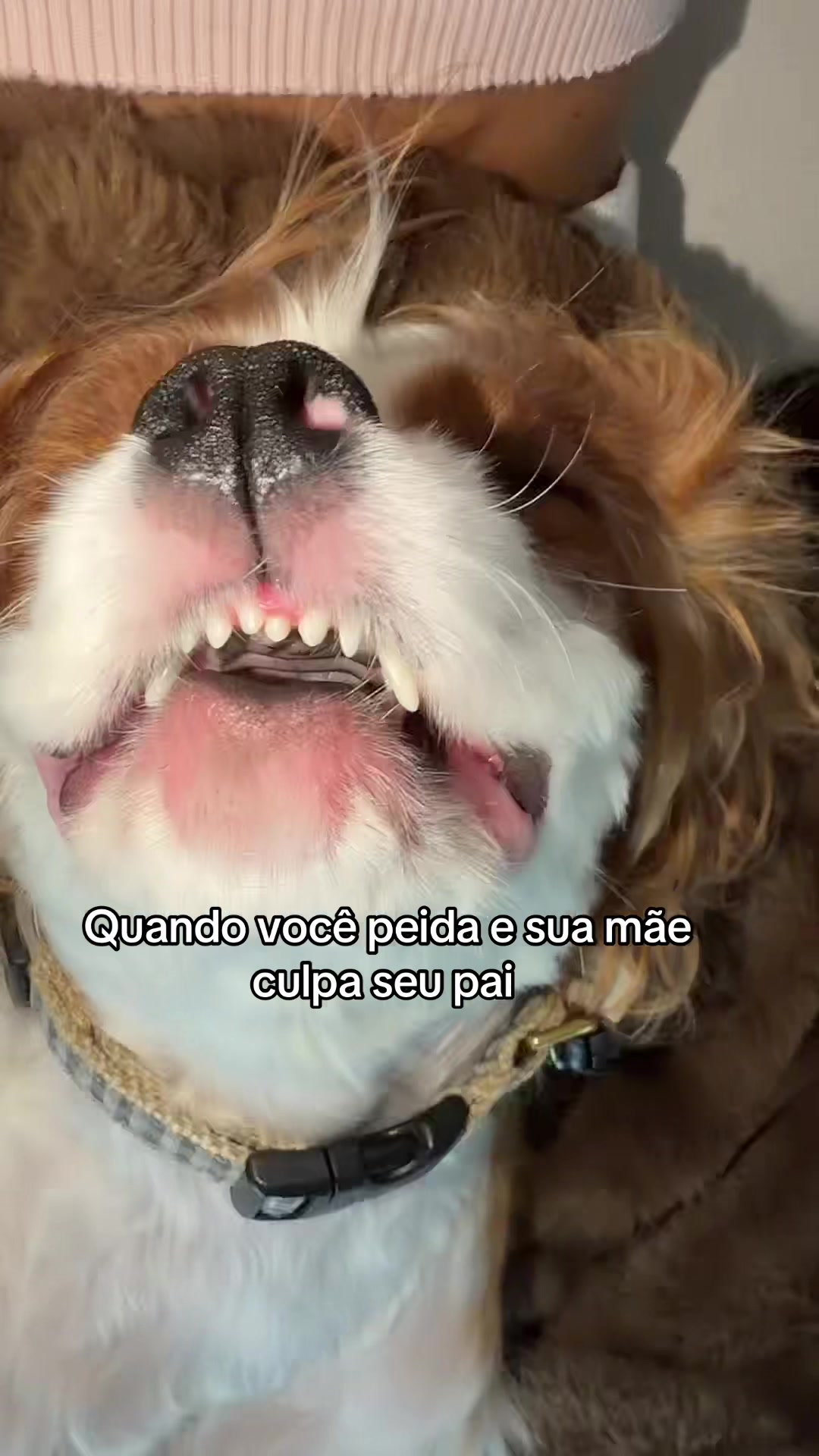 @Bruna Conce
