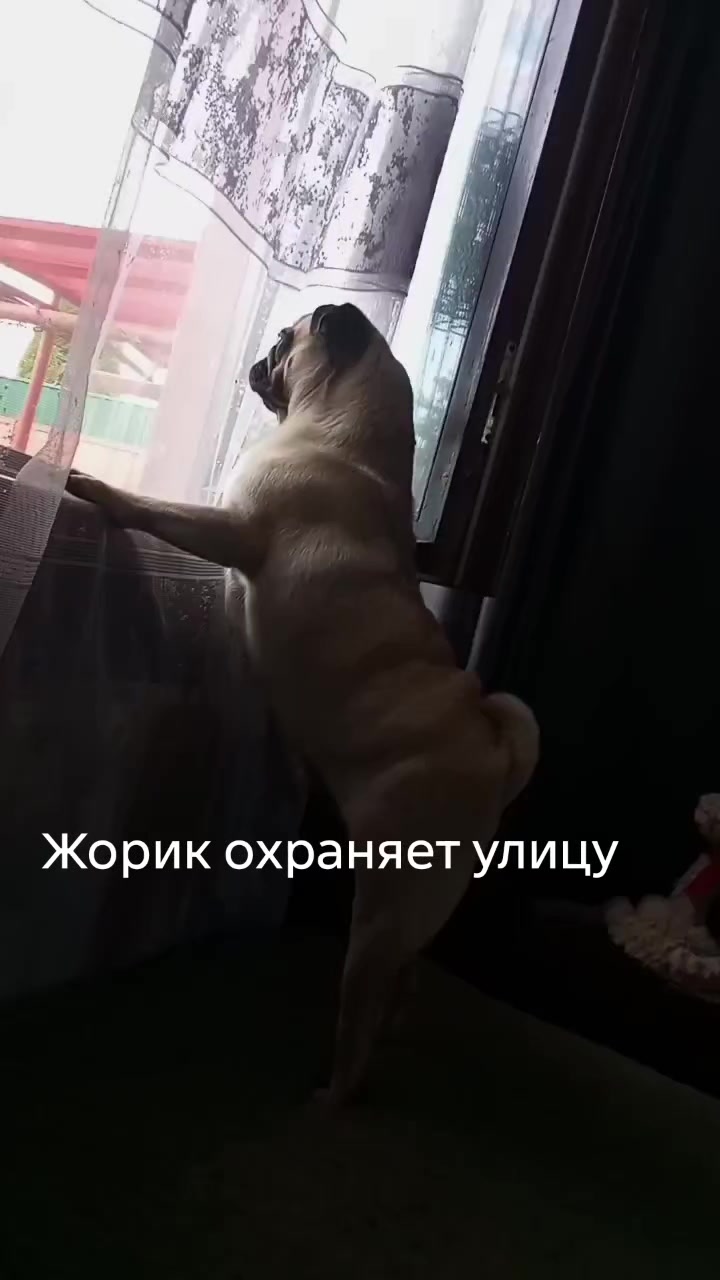 @мопс жора🐾
