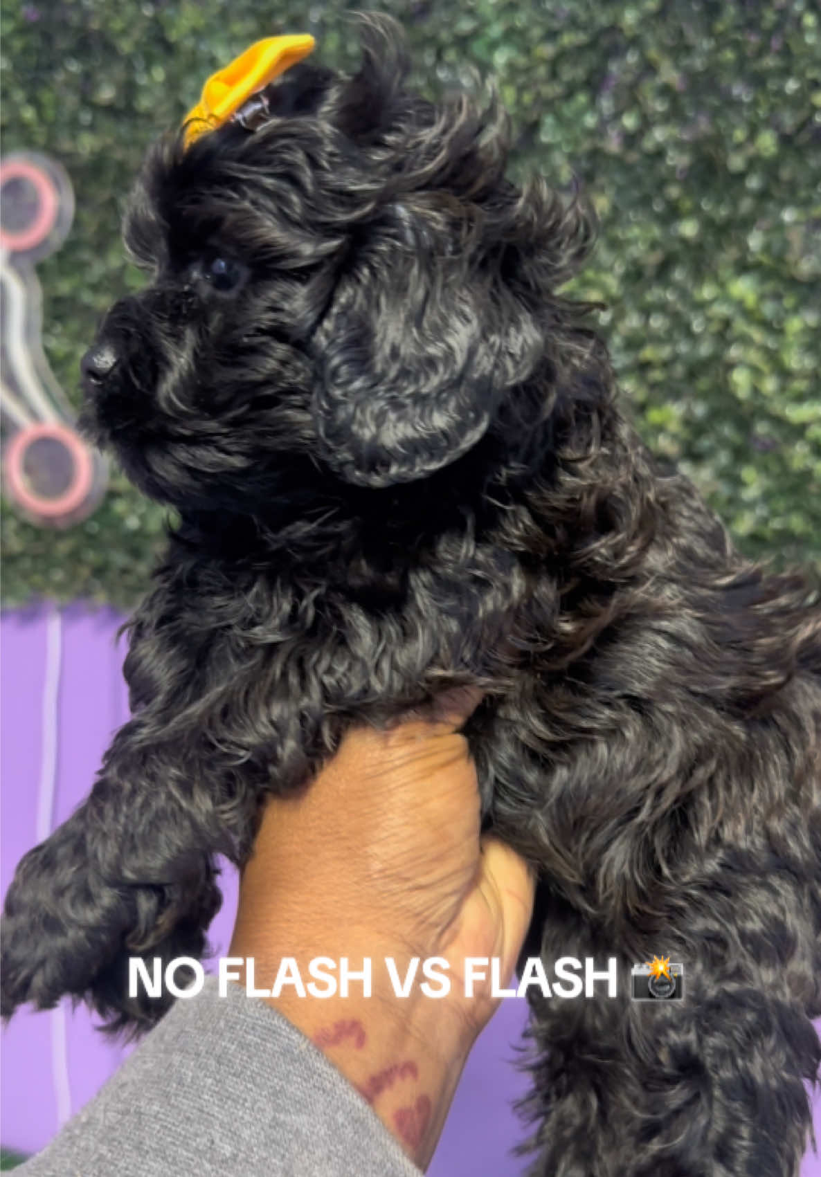 @Dog Lady