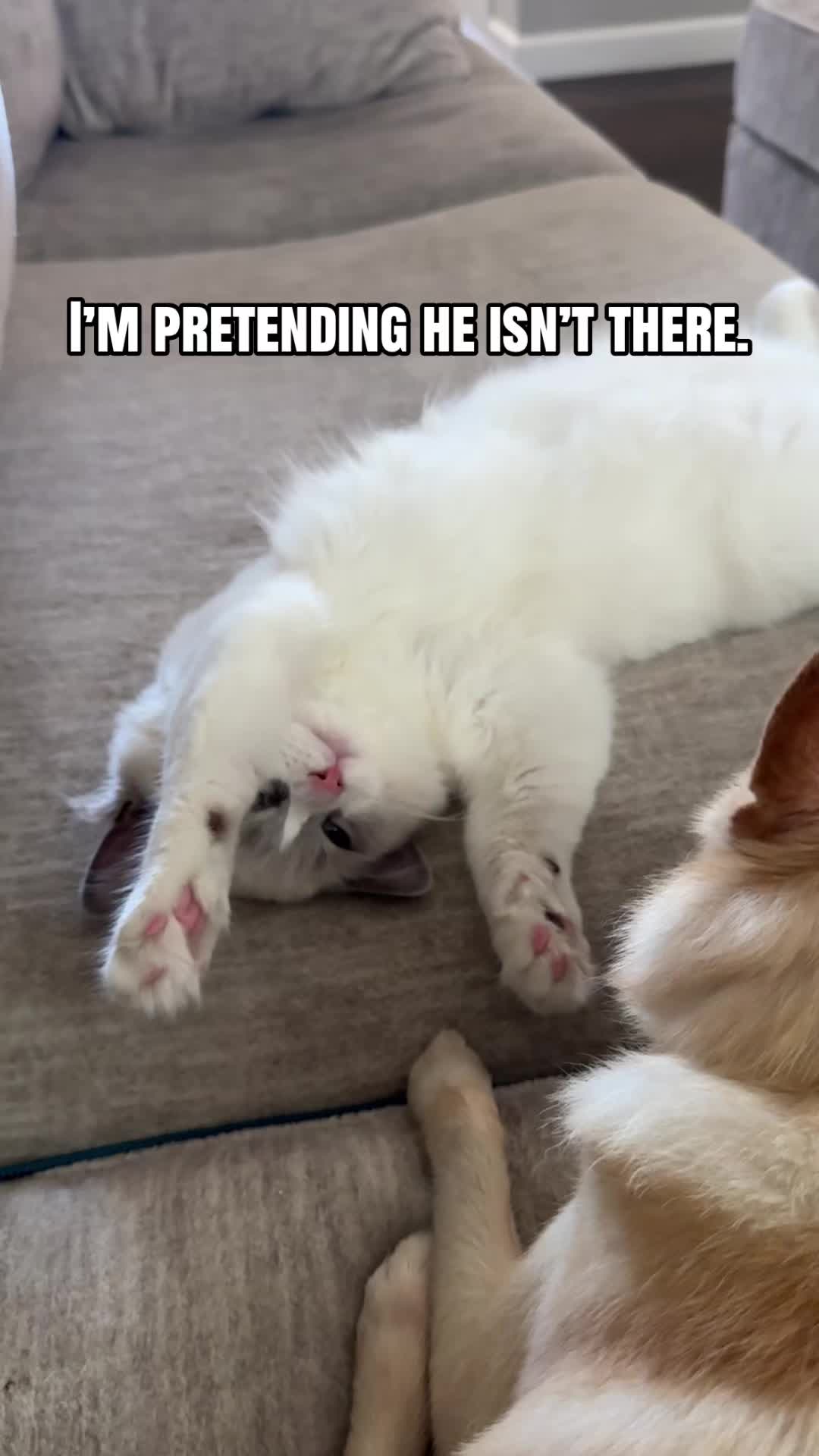 @Milo The Ragdoll Cat