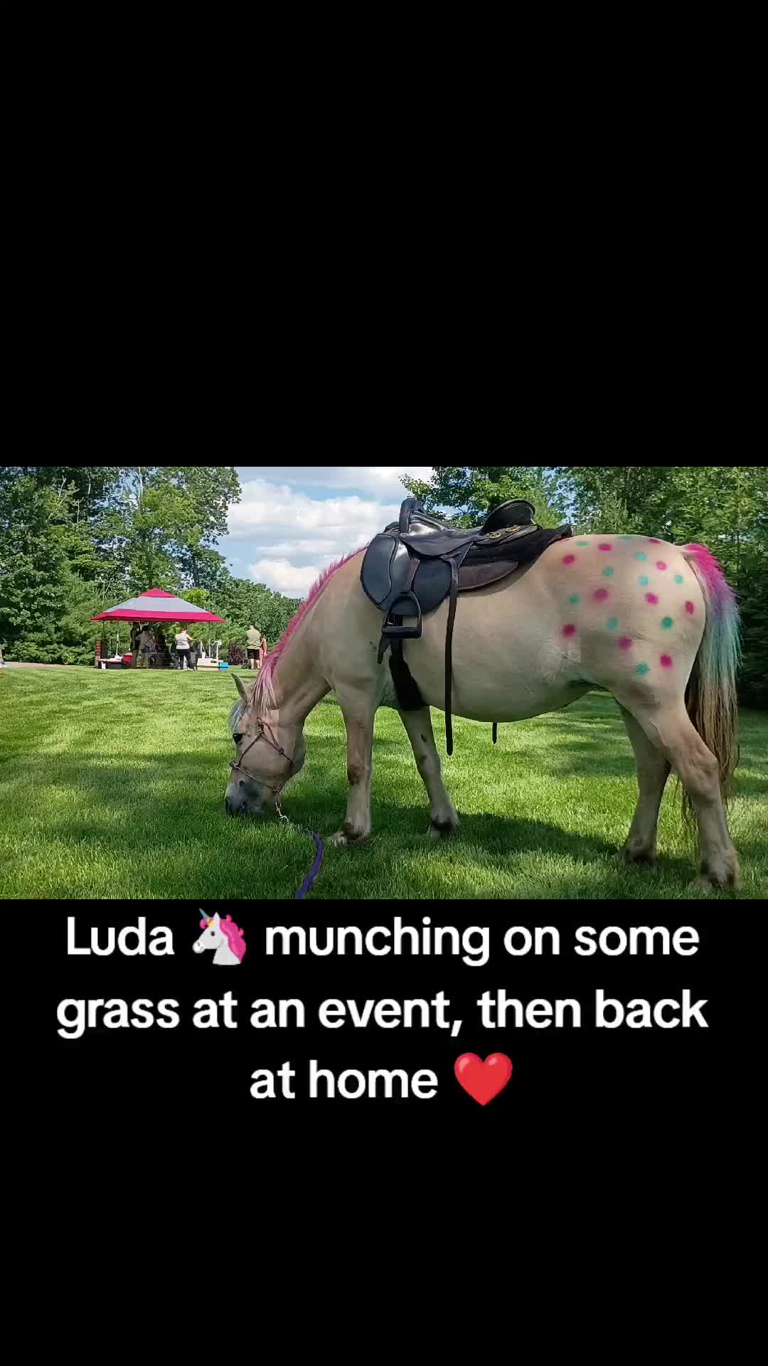 @New England Party Animals