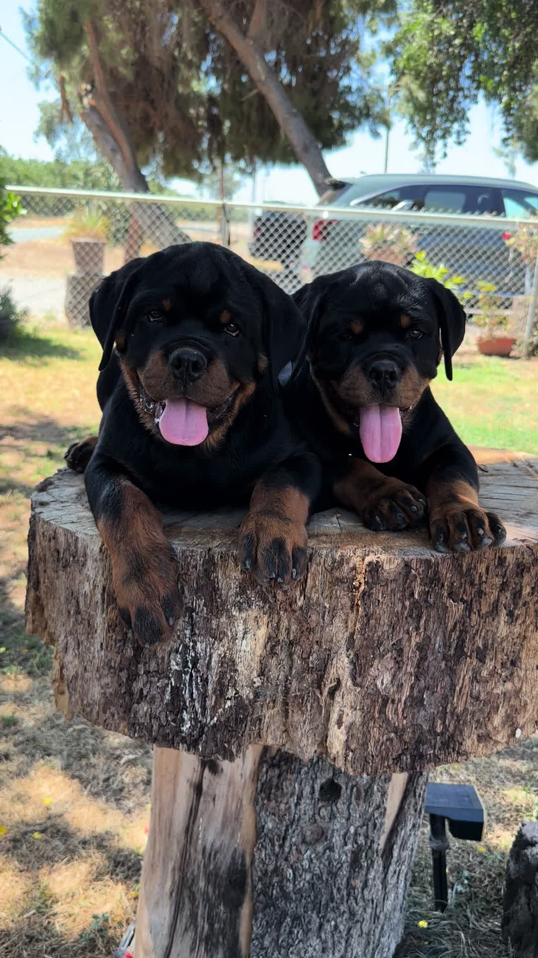 @✨VON DER MUÑOZ ROTT’S✨